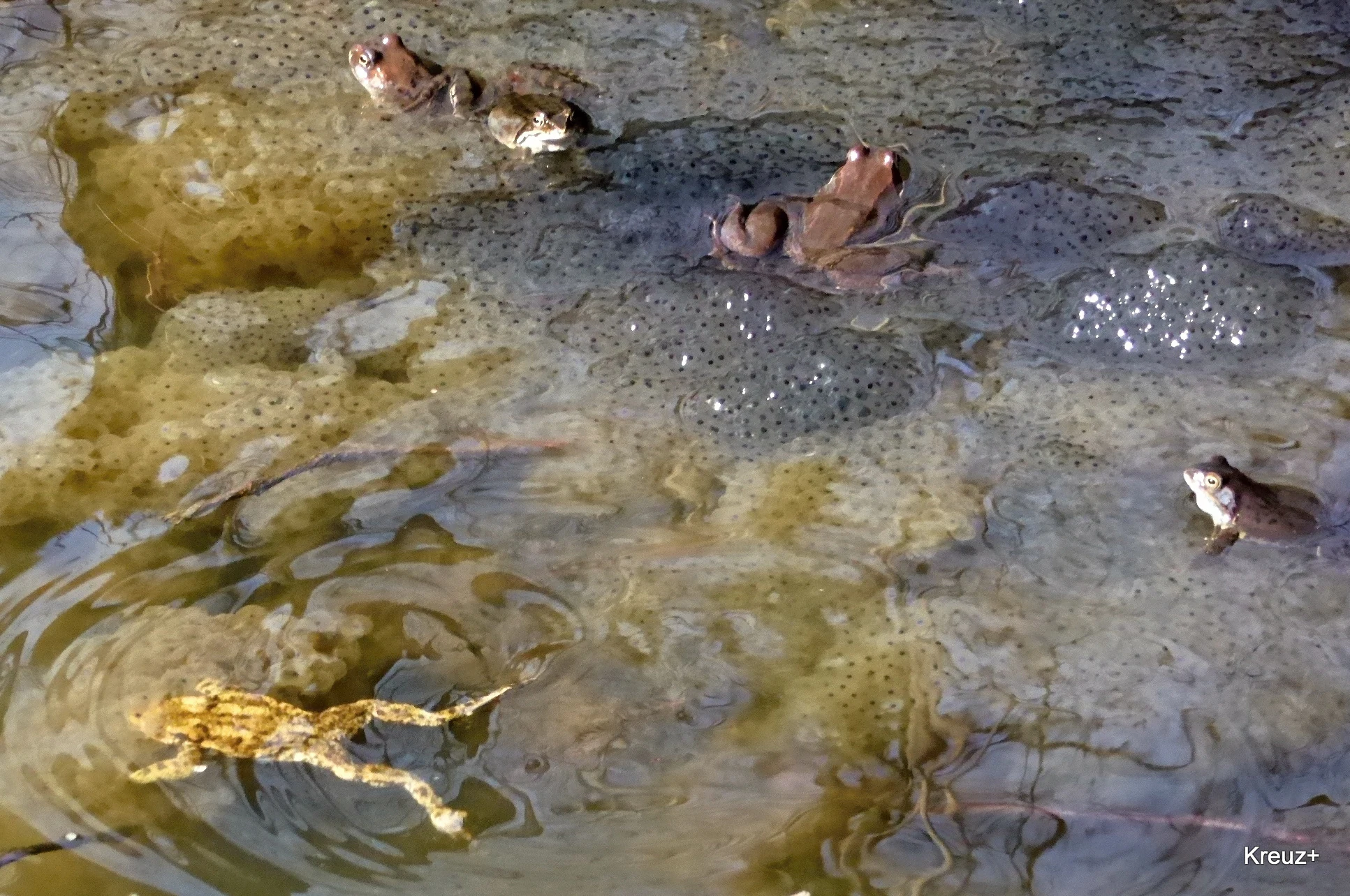 A group of brown frogs swimming in shallow water among clusters of frog eggs in a pond.