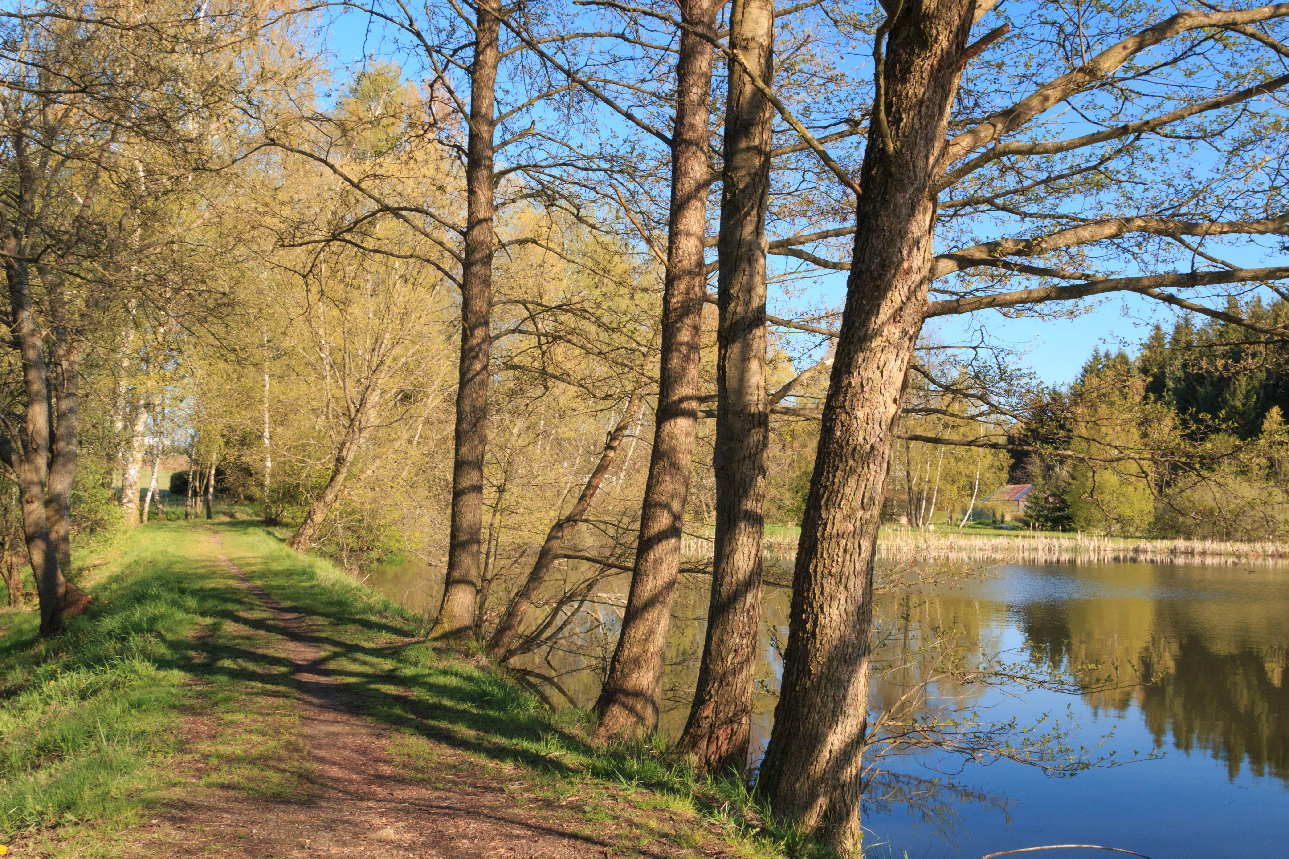 A dirt path runs alongside a pond, lined by a row of tall trees with budding leaves in early spring sunlight.