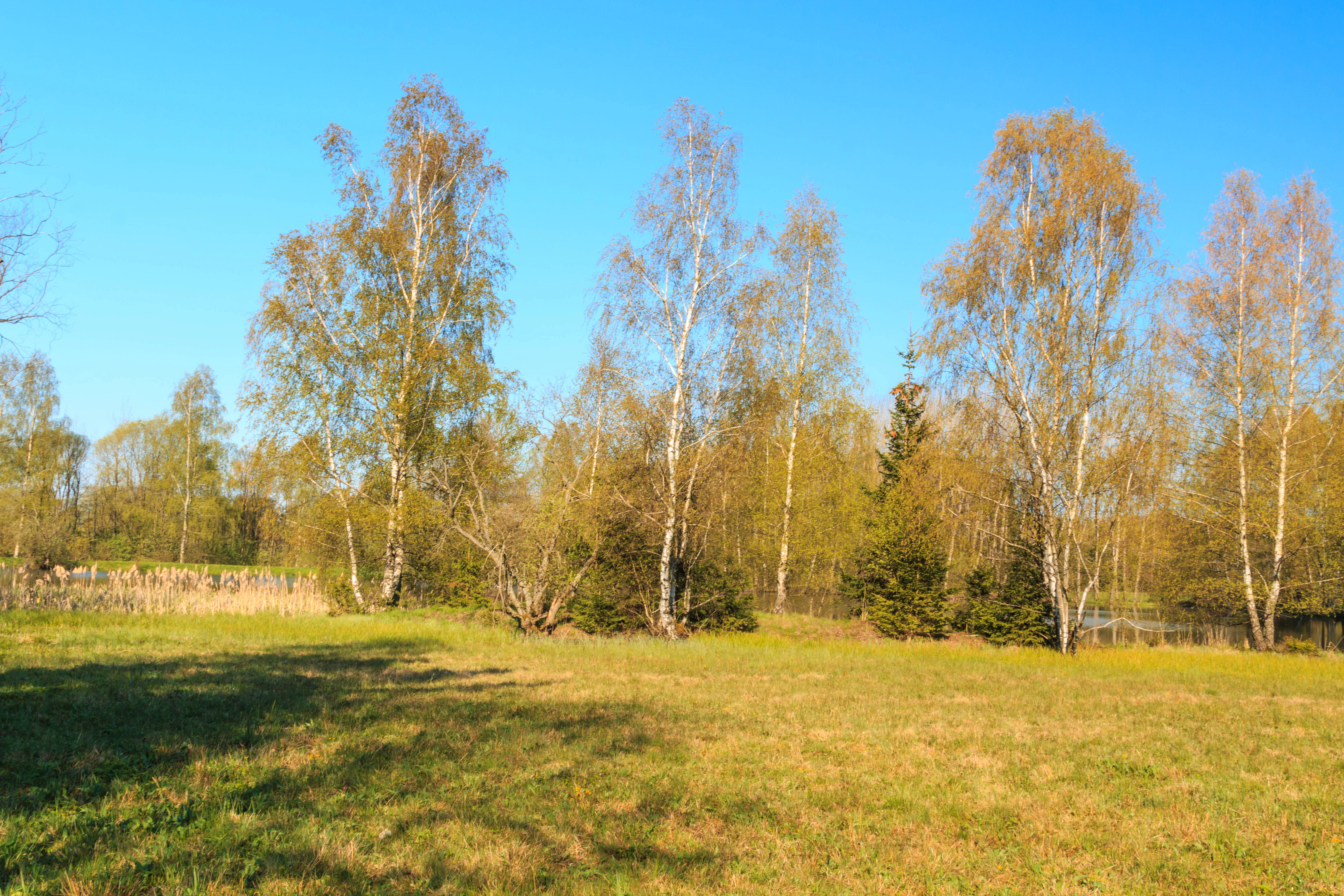 A sunny field with light green grass in the foreground, bordered by a cluster of tall white-barked birch trees against a clear blue sky.