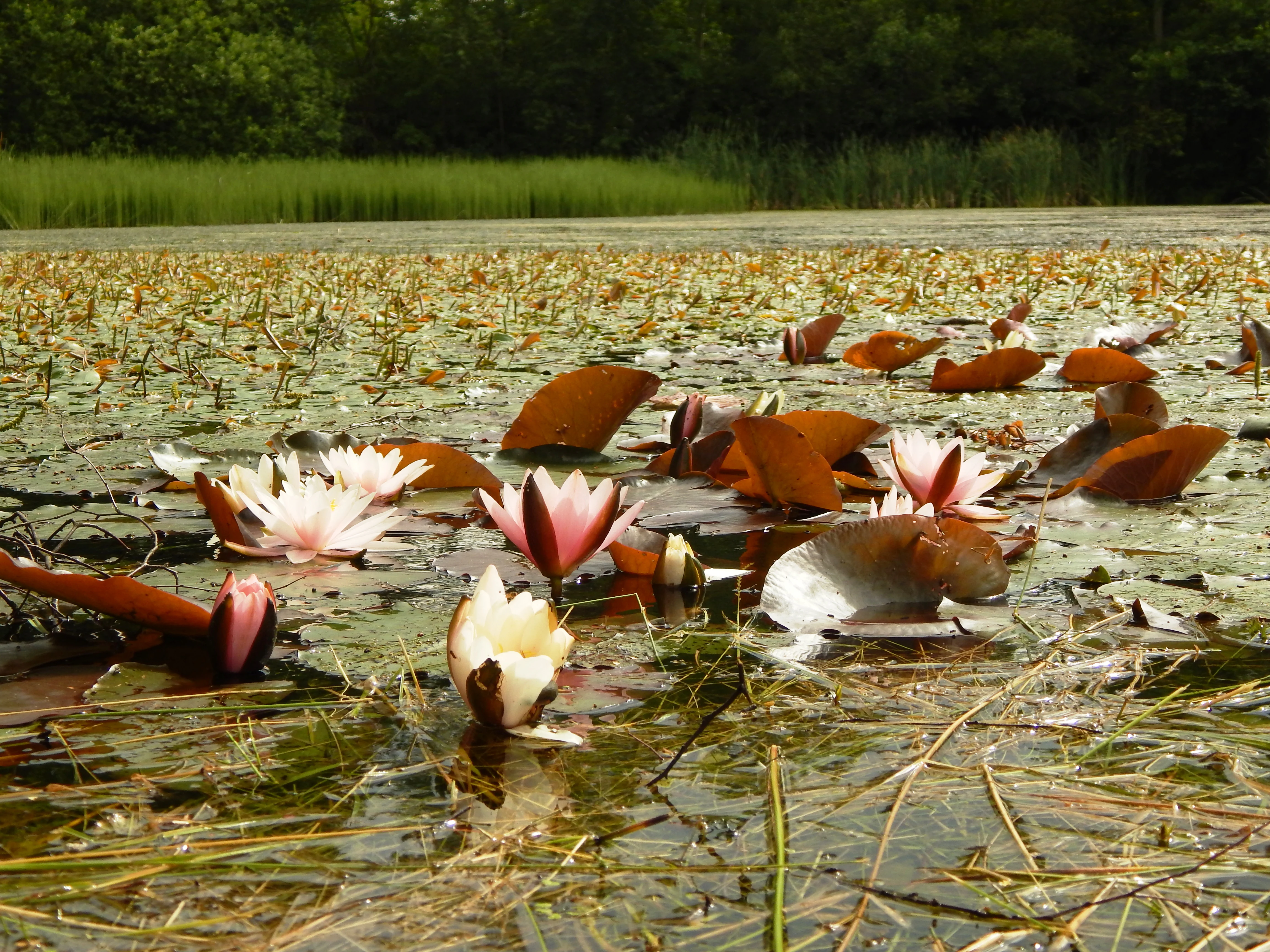 A close up view of several pale pink and white water lilies and their rounded leaves floating on the surface of a pond, with a blurred green grassy bank in the background.