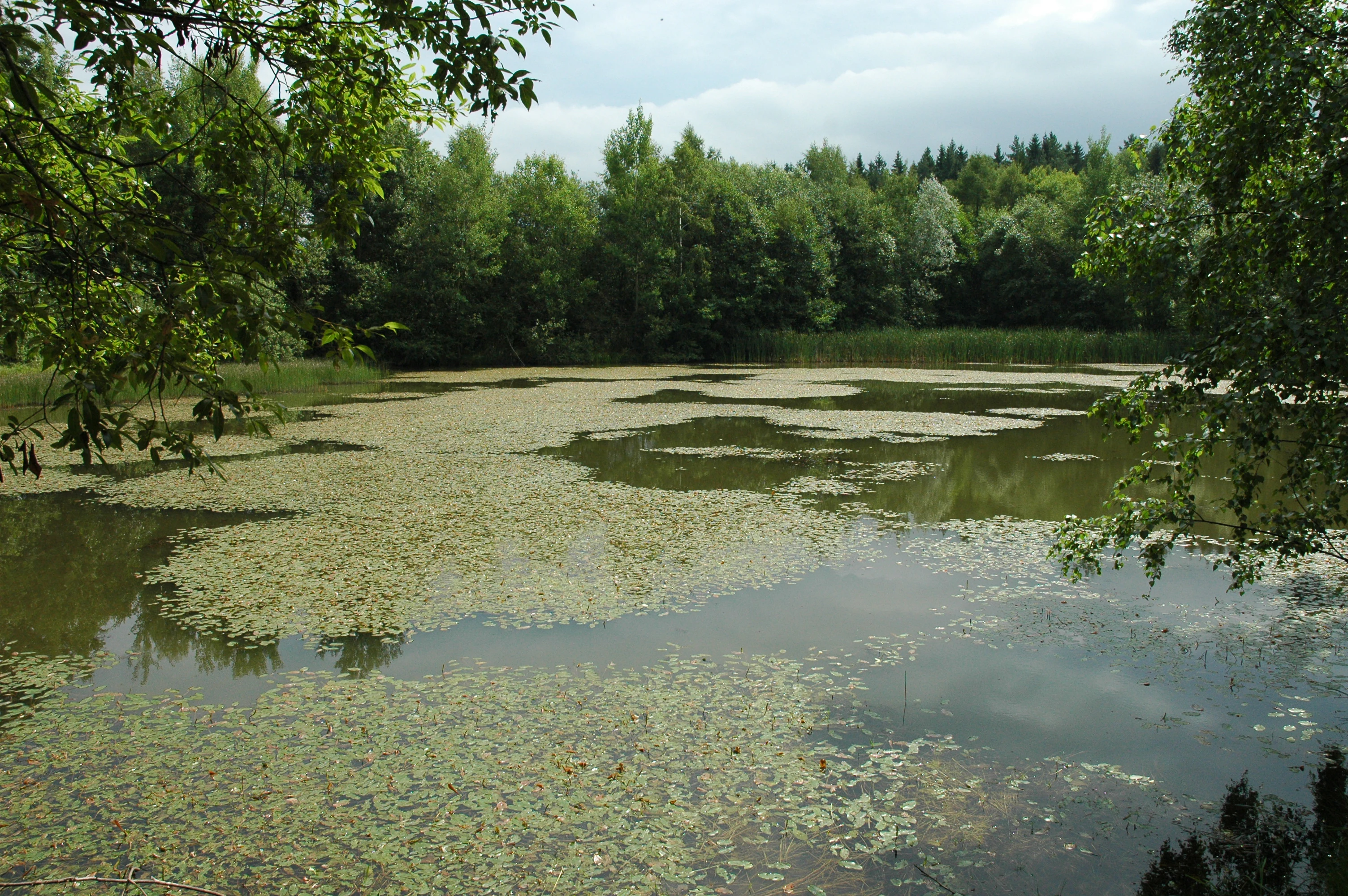 A small pond covered with lily pads and aquatic vegetation, surrounded by dense green forest under a cloudy sky.