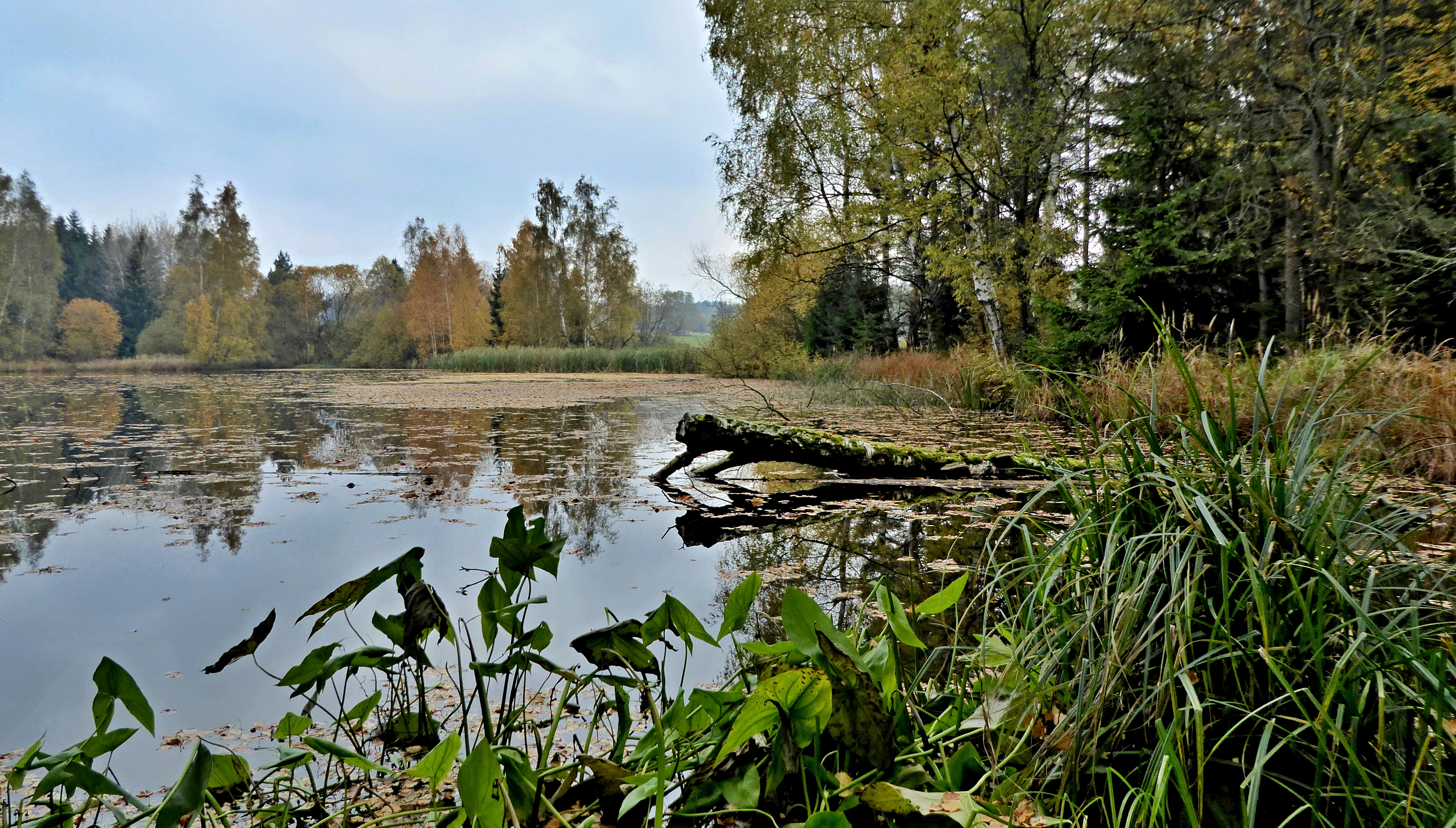 A calm, still pond surrounded by trees with autumn foliage, featuring a fallen log extending into the water and dense green grasses in the foreground.