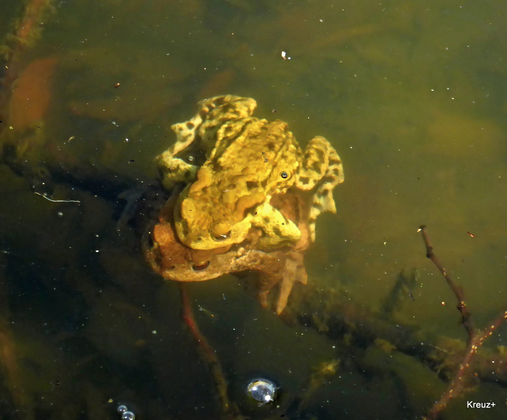 Two brown warty toads are in the water, one riding on the back of the other in an amplexus mating position.