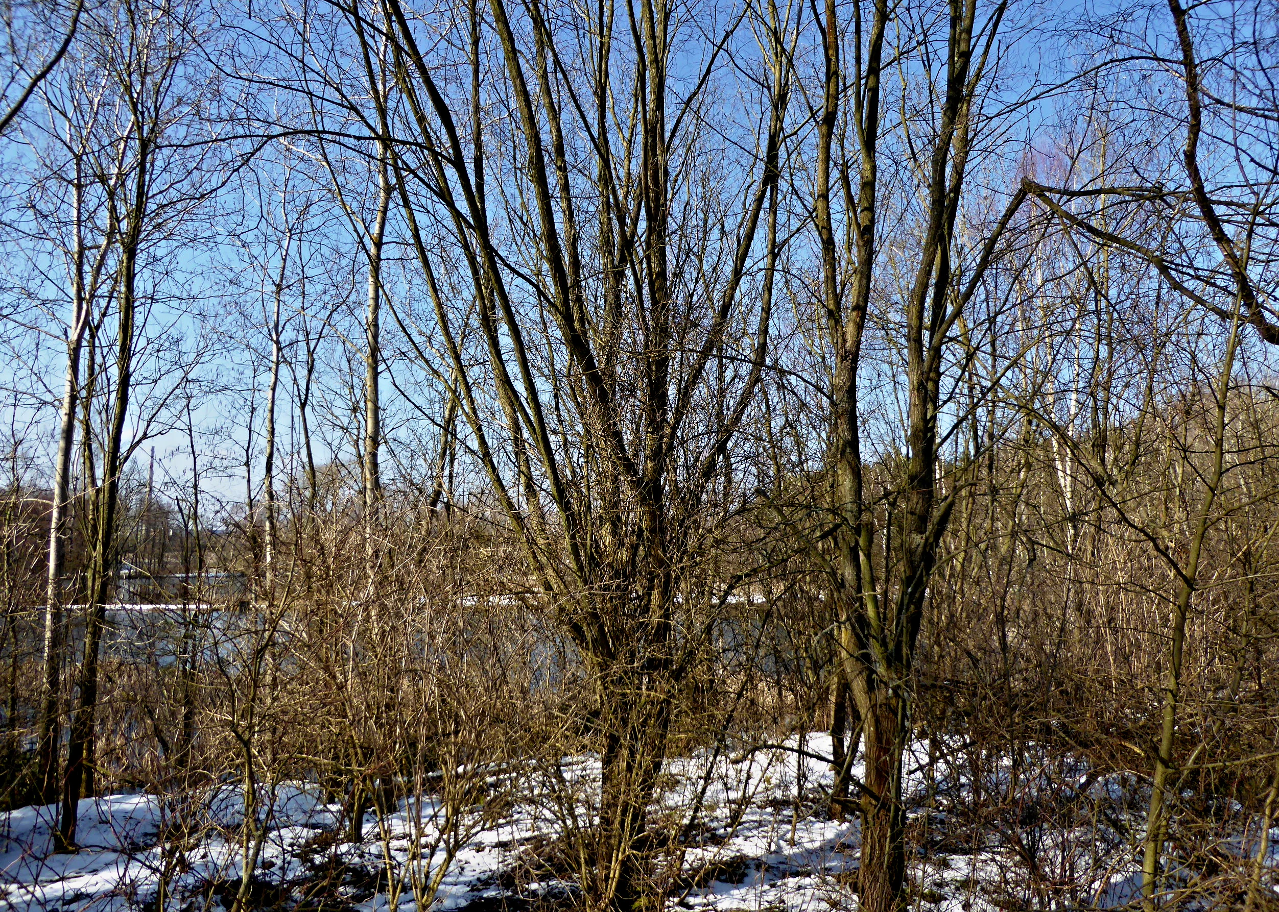 A view through bare deciduous trees and shrubs at the edge of a pond, with patches of snow on the ground and a clear blue sky in the background.