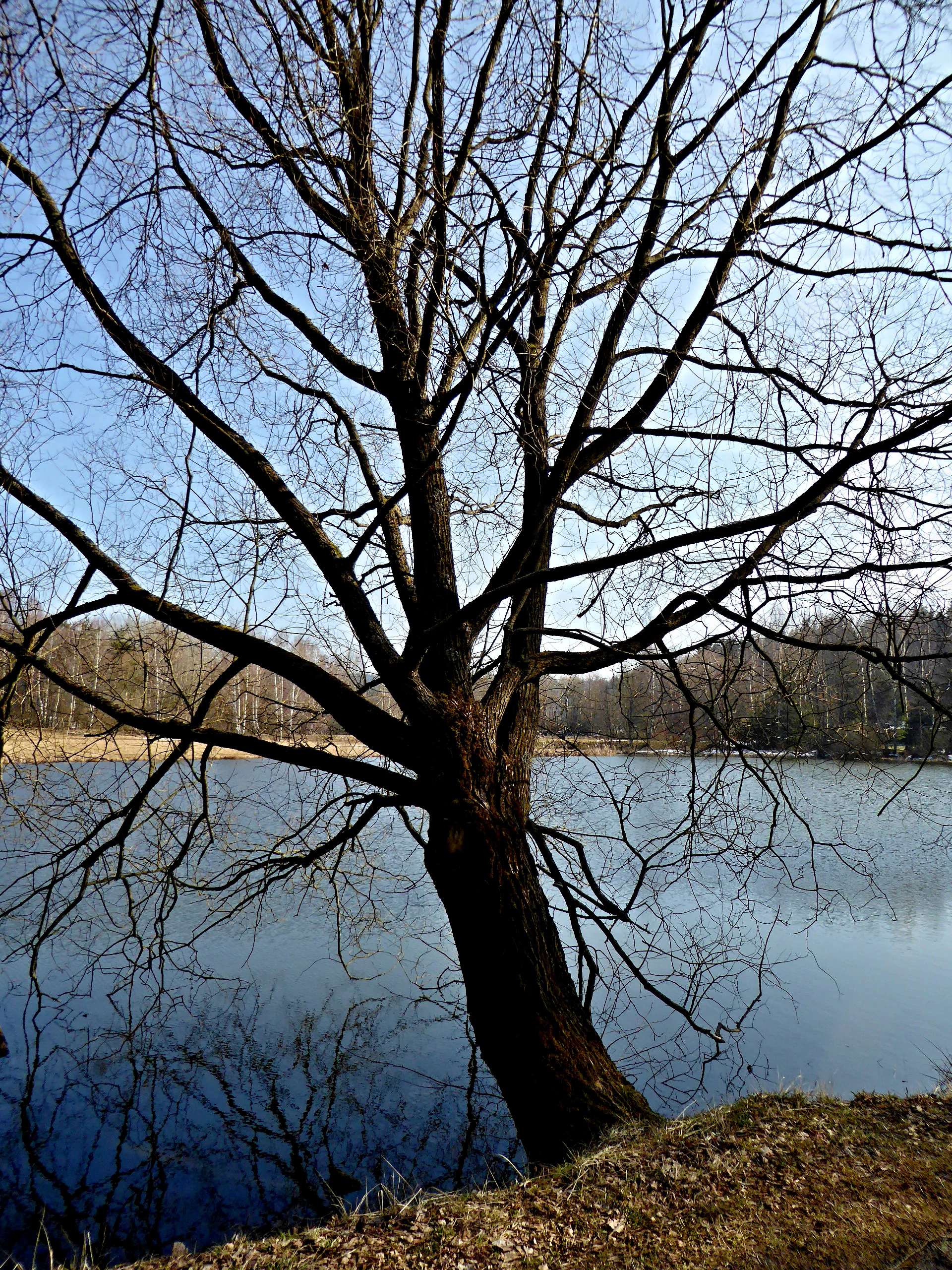 A large, leafless deciduous tree stands on the grassy bank of a pond, with its branches silhouetted against a bright, clear blue sky and calm water.