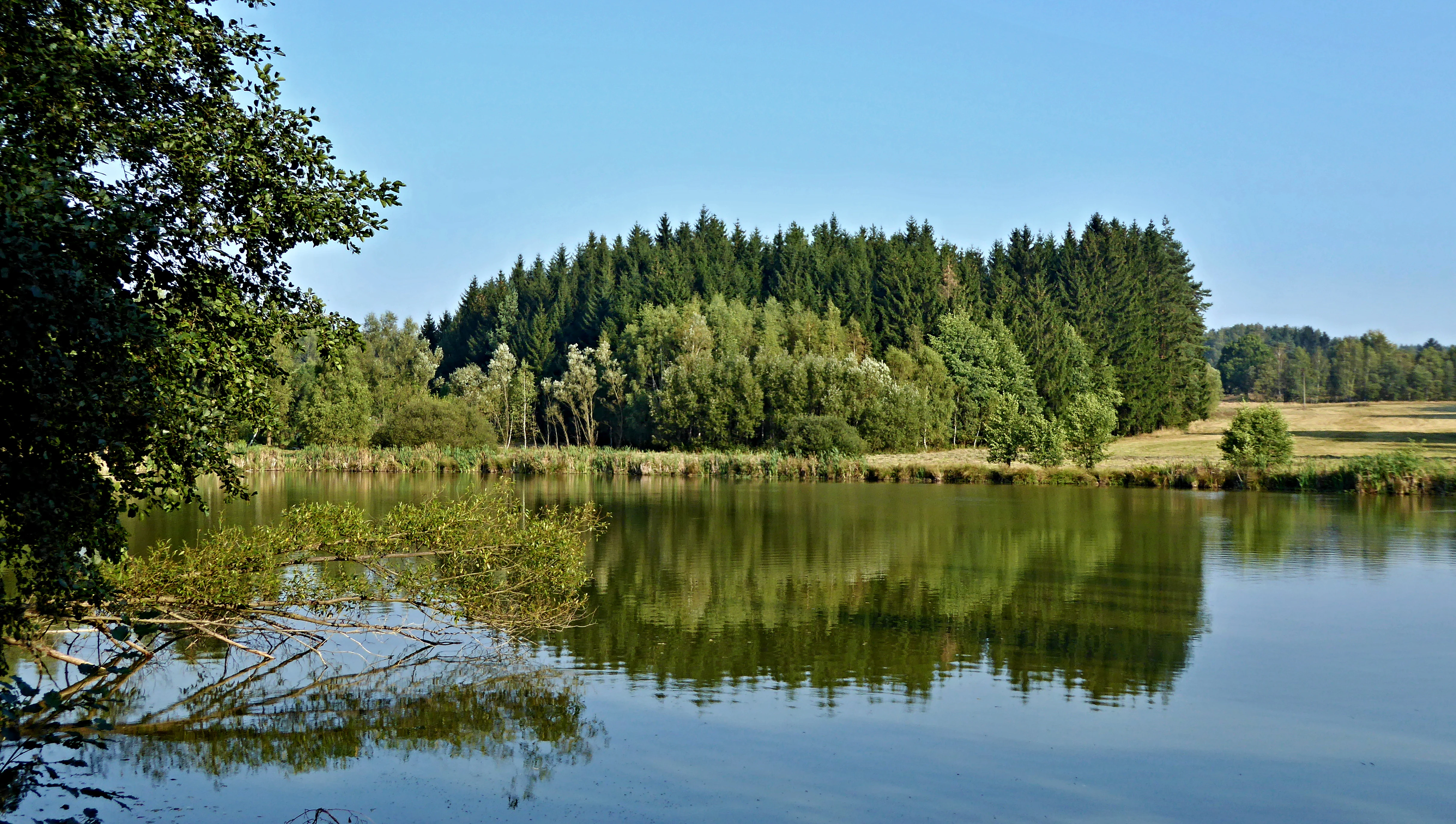 A calm, reflective pond surrounded by lush green trees and a distant field under a clear blue sky.