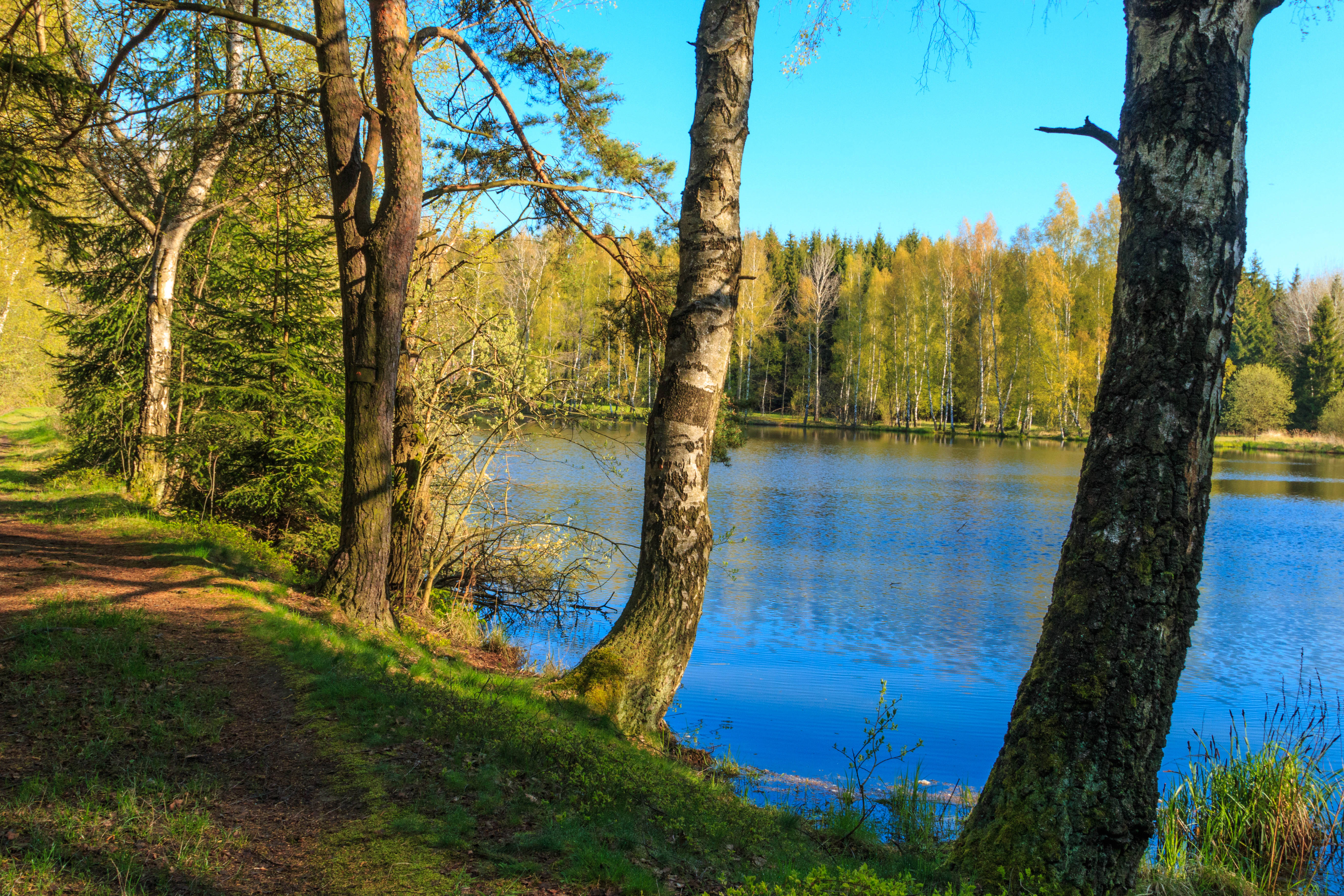 A path runs along the grassy shore of a blue pond, framed by several birch and coniferous trees with a forest in the background.