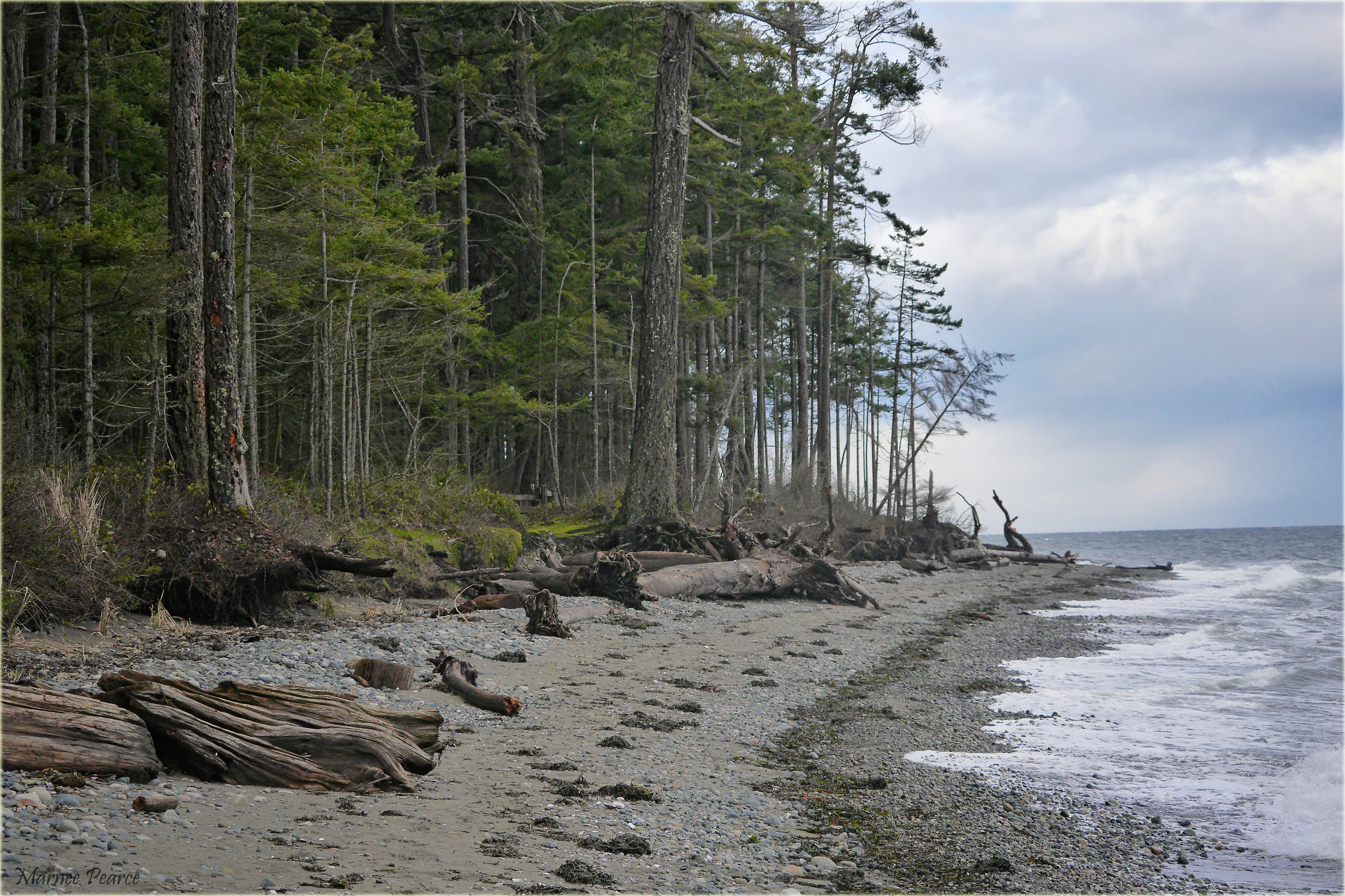 A shoreline with dark, pebbled sand and driftwood leading to a dense forest of tall, mature trees under a cloudy sky.