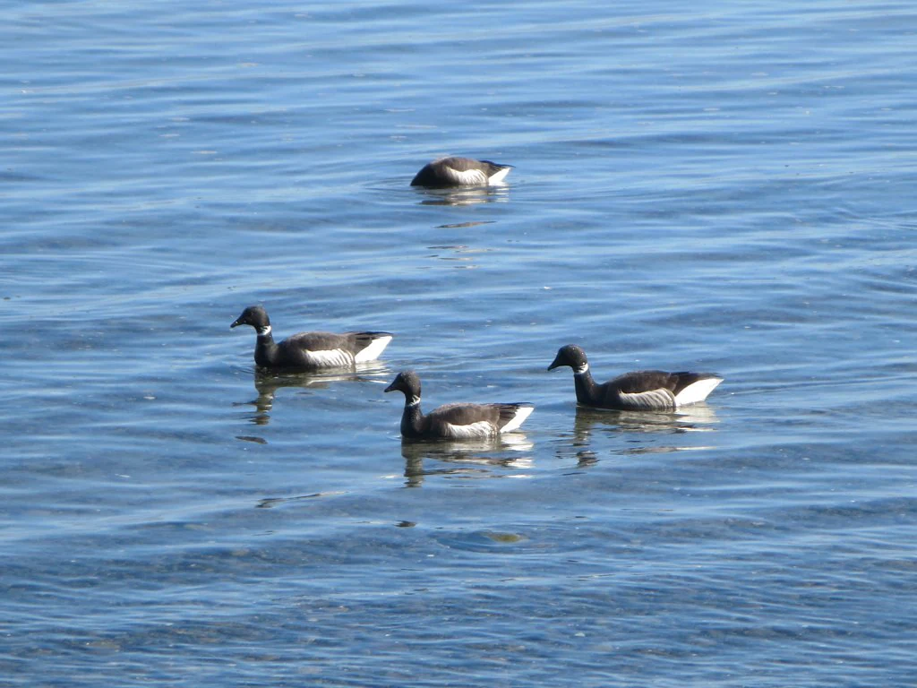Four Brant geese floating on calm blue water.