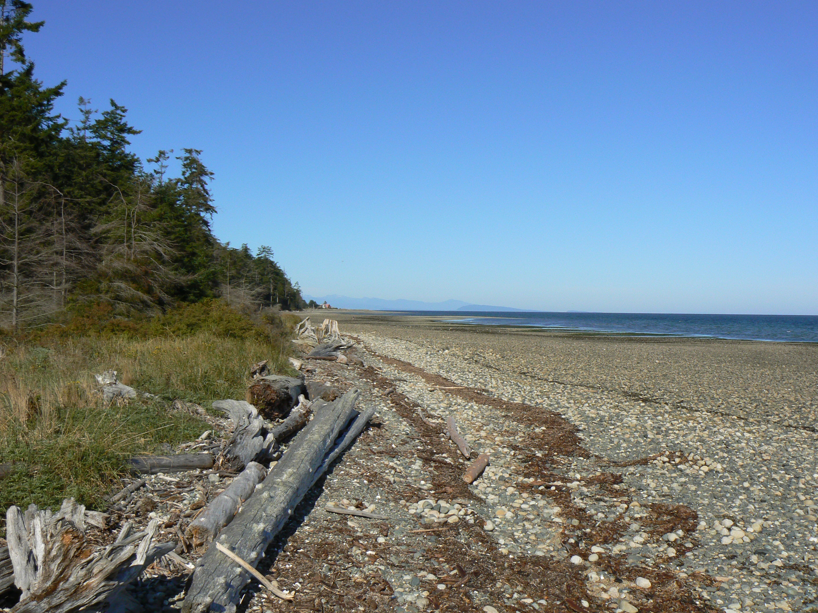 A wide angle view of a long, stony, and sandy beach on a sunny day. Driftwood logs lie along the shore in the foreground, with a dense forest line on the left and the calm ocean stretching toward a distant horizon on the right.