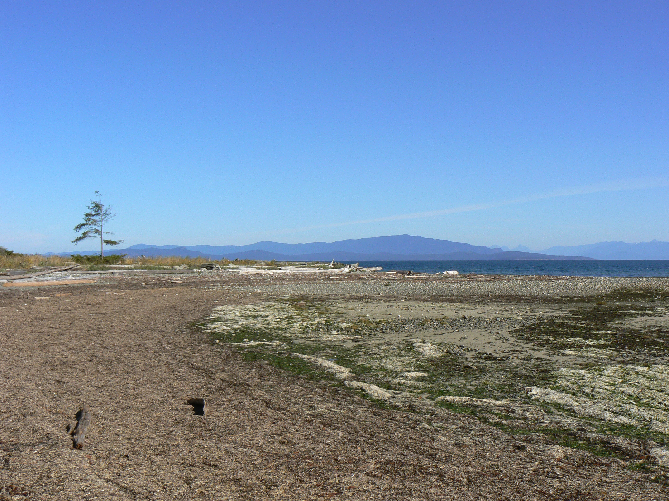 A wide angle view of a coastal beach at low tide, with exposed sandy and mossy terrain, a solitary tree on the left, and mountains visible across the water under a clear blue sky.