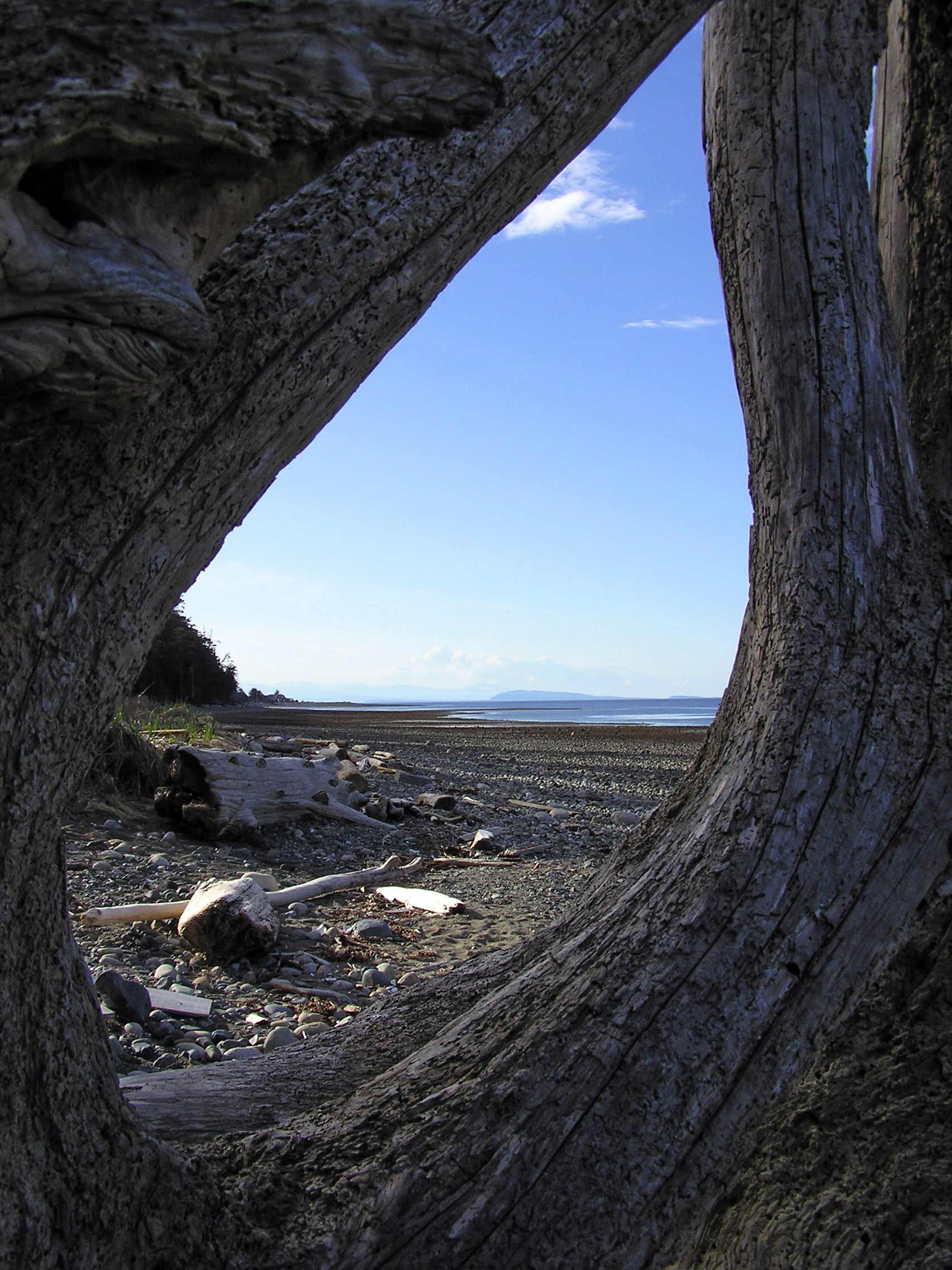 A view of a sandy and rocky beach shoreline on Vancouver Island, seen through the hollow trunk of a large piece of driftwood.