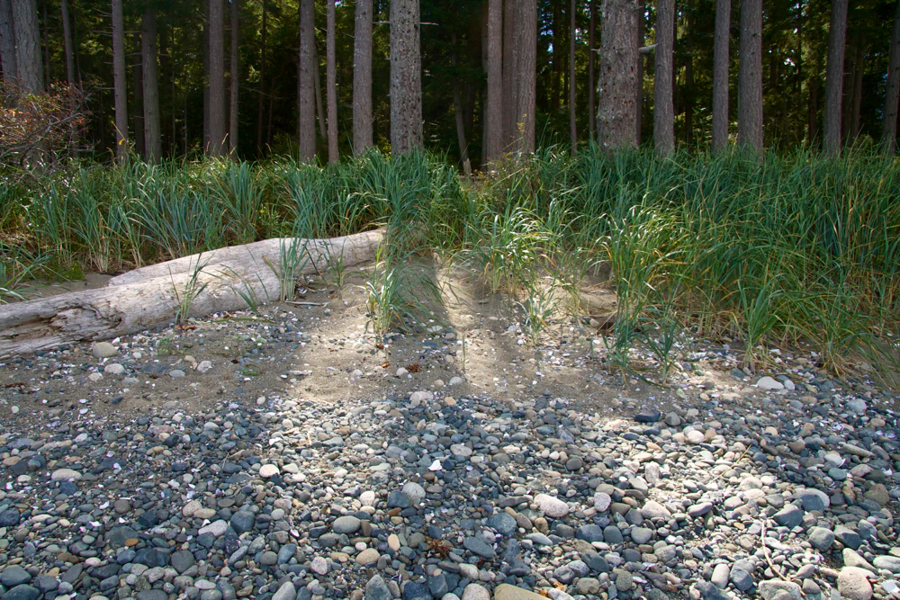 A close view of a pebbled beach shoreline meeting the edge of a coniferous forest, with a piece of driftwood resting in the grass.