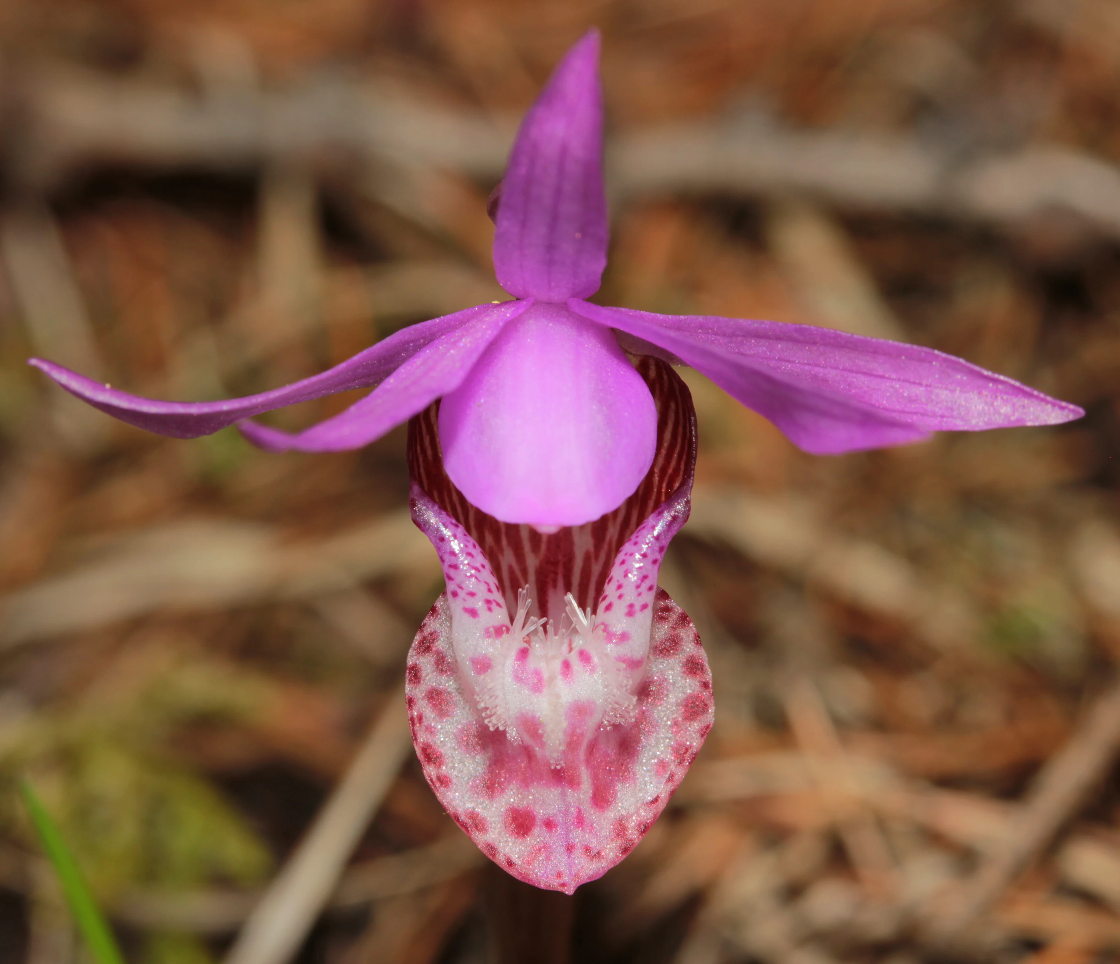 Una vista de cerca de una brillante orquídea Calypso de color púrpura y rosa con un labelo moteado, sobre un fondo borroso de suelo forestal marrón.