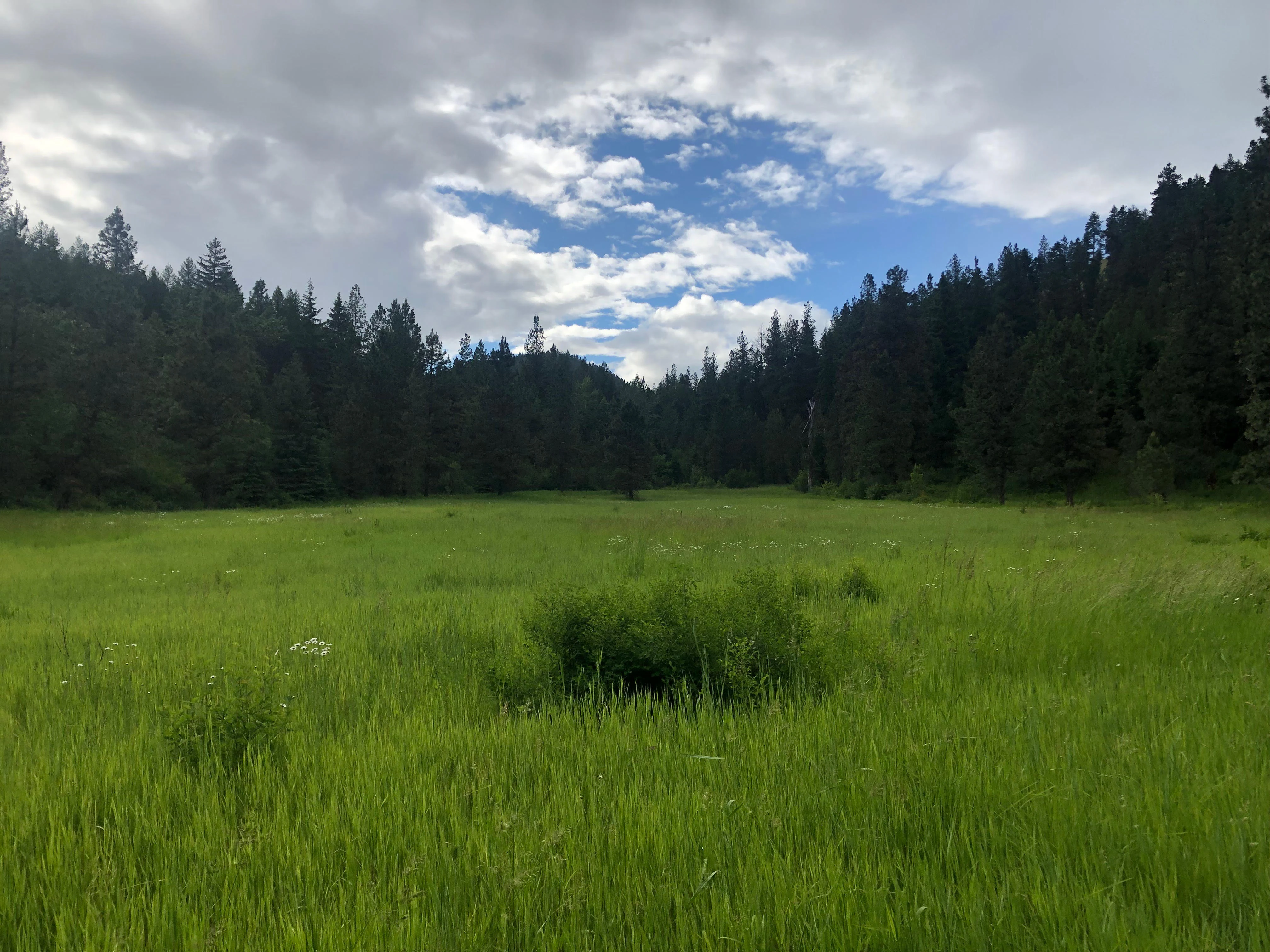 Una vista amplia de un exuberante prado verde en primer plano, que transiciona hacia un denso bosque de pinos en las laderas bajo un cielo nublado.