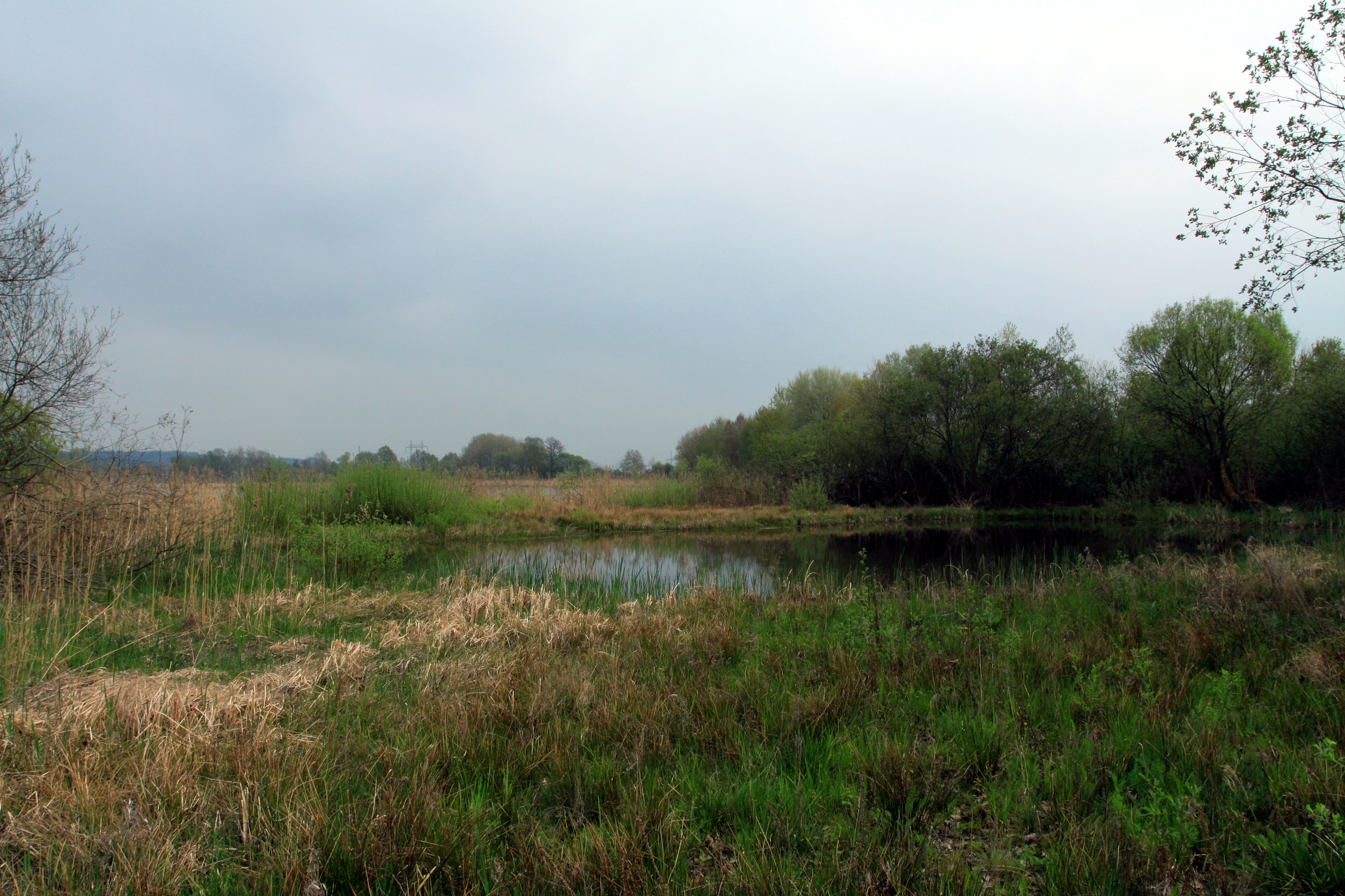 A tranquil pond surrounded by marshy grasses and lush green trees under an overcast sky.