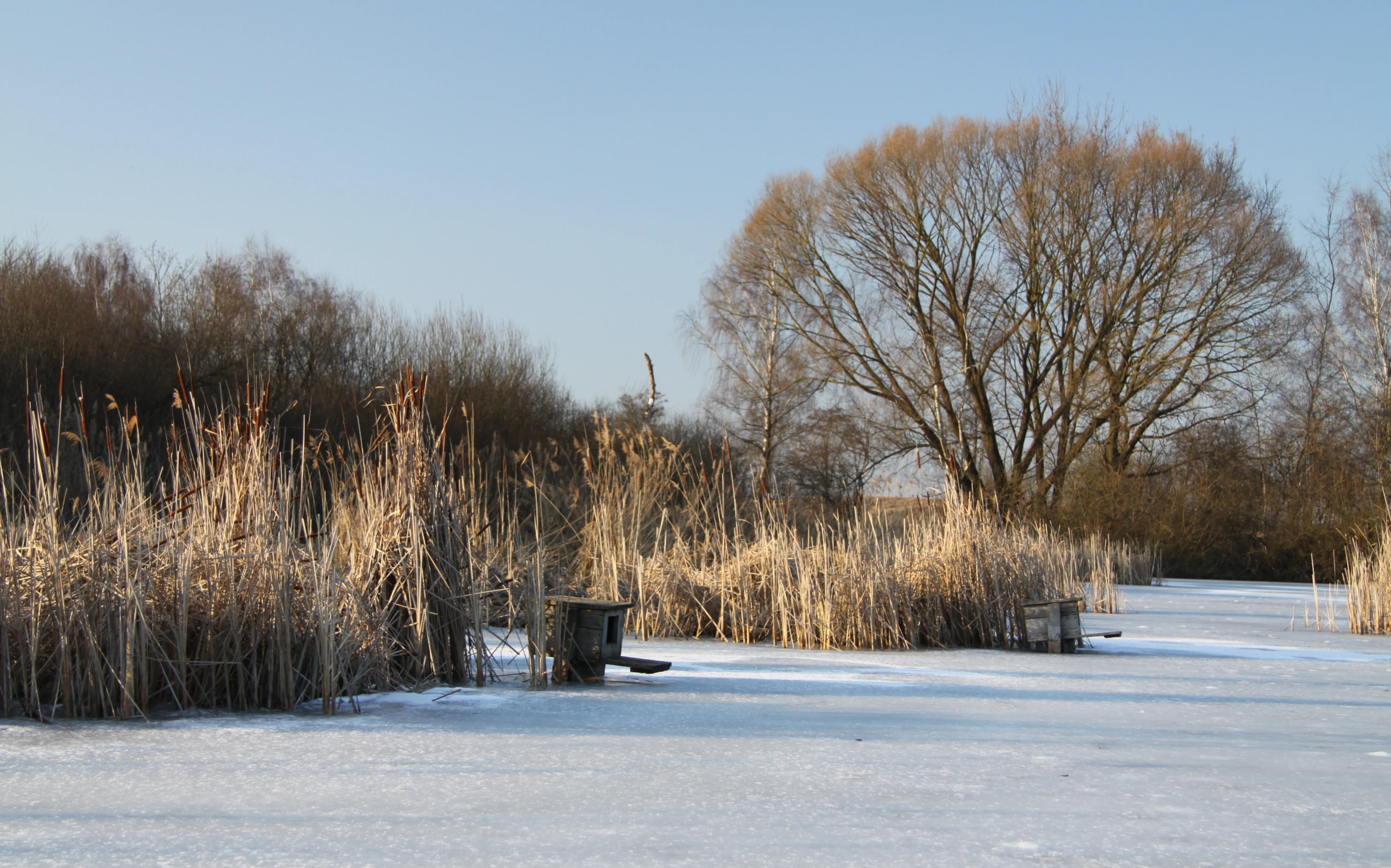 A frozen, snow-covered pond surface with tall, dry, golden reeds in the foreground and bare trees in the background under a clear sky.