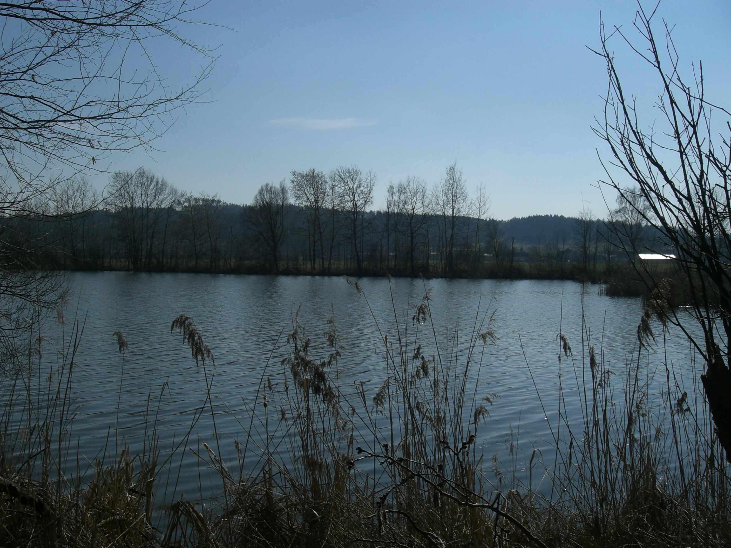 A calm, dark-blue pond framed by silhouettes of bare trees and dry reeds in the foreground, with rolling hills in the distance under a clear sky.
