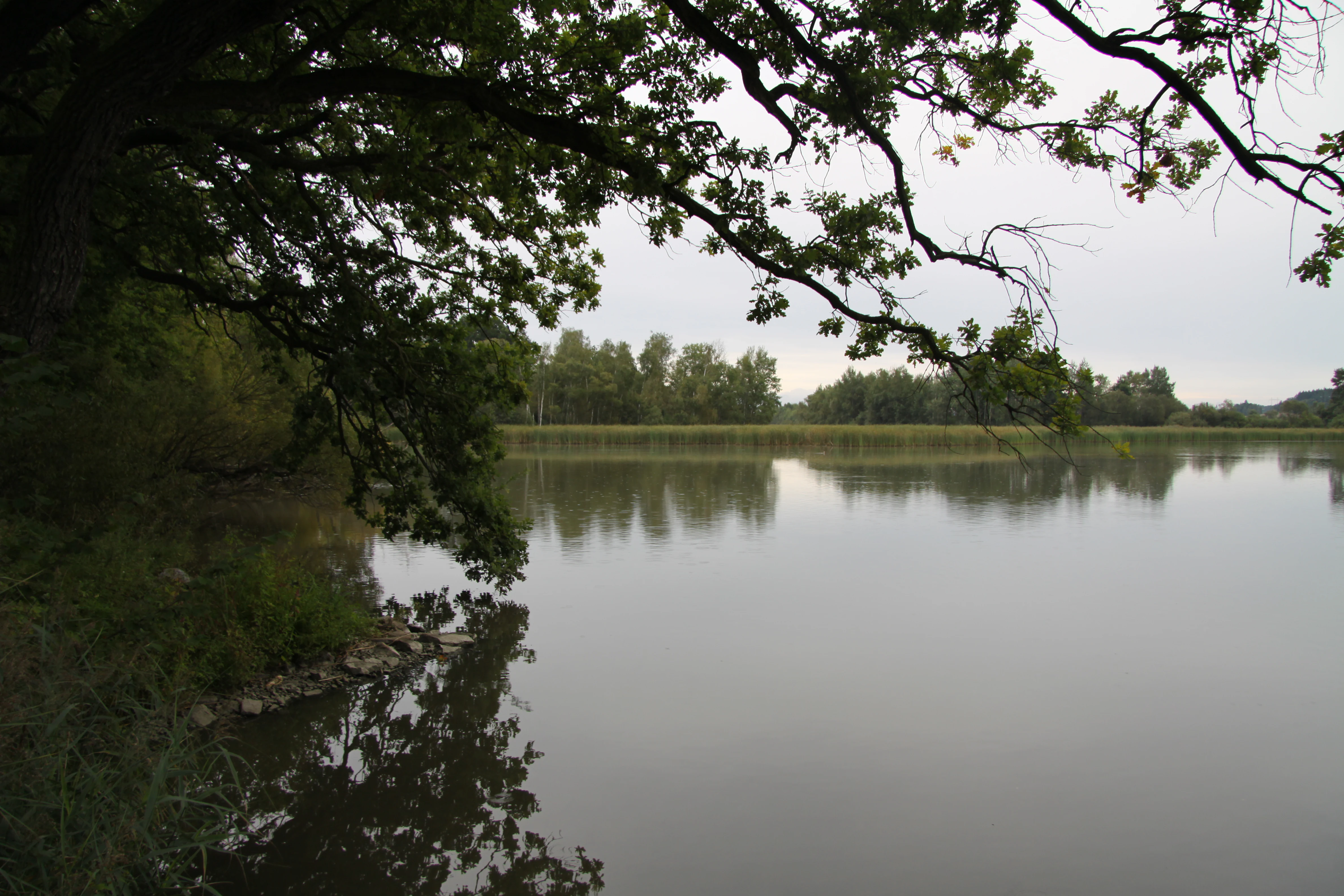 A calm lake reflection under a cloudy sky, framed by the overhanging branches of a leafy tree.