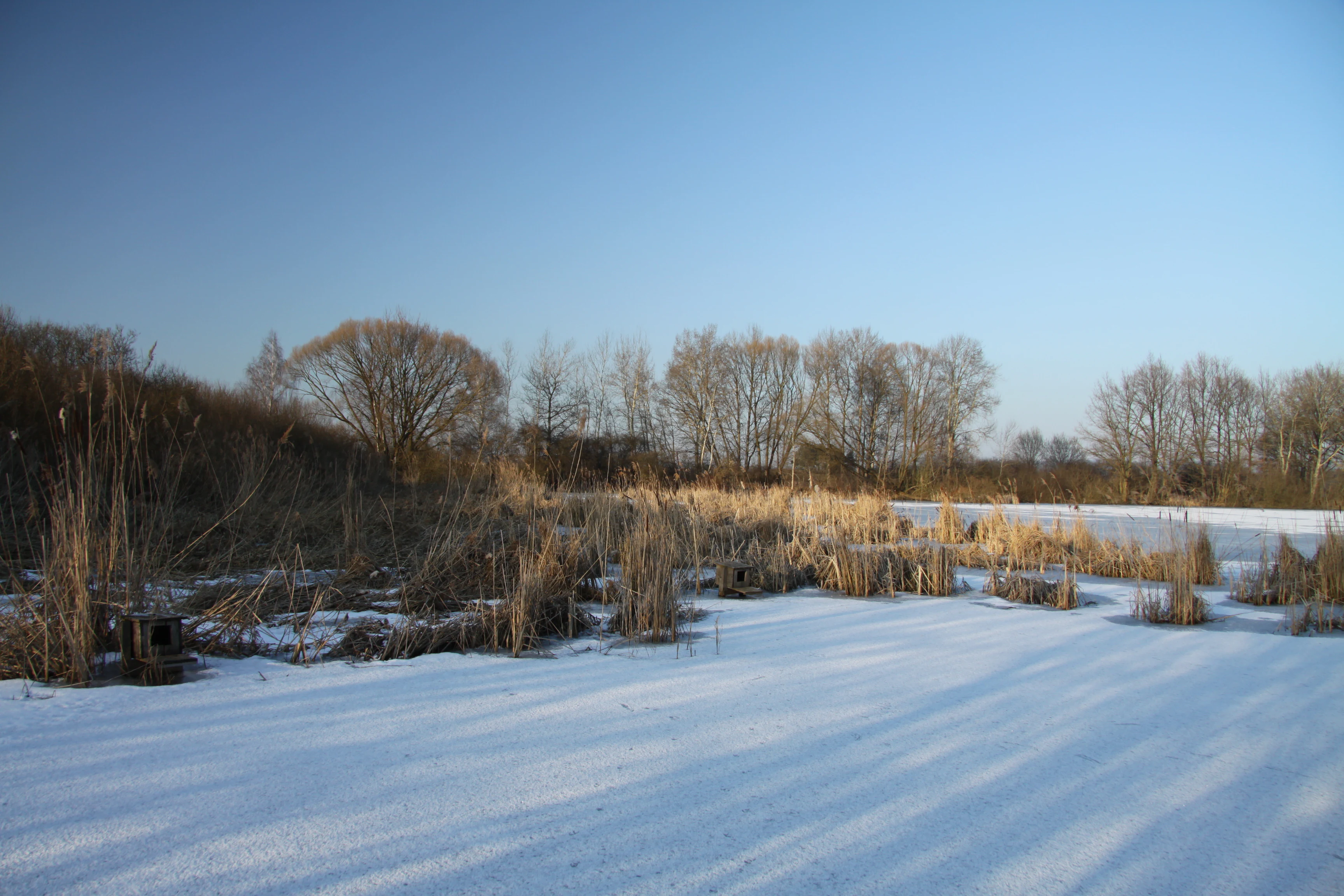 A wide, low-angle landscape view of a snow-covered, frozen pond with golden-brown reeds protruding from the ice under a clear blue winter sky.