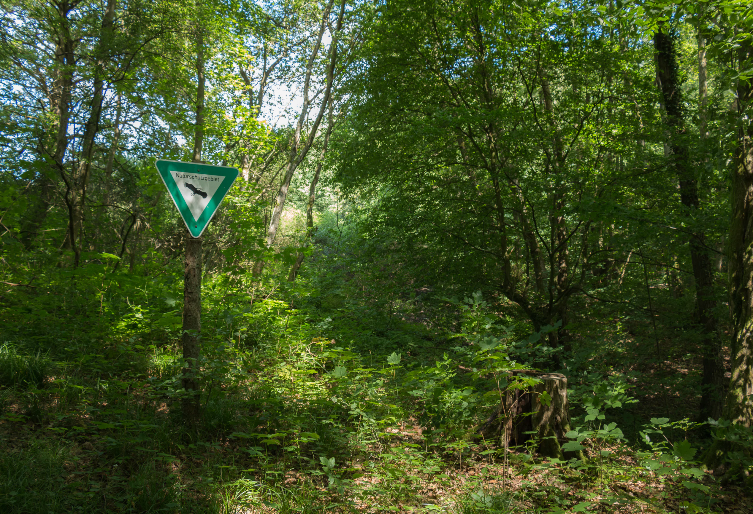 A green triangular nature reserve sign attached to a tree in a lush green forest.