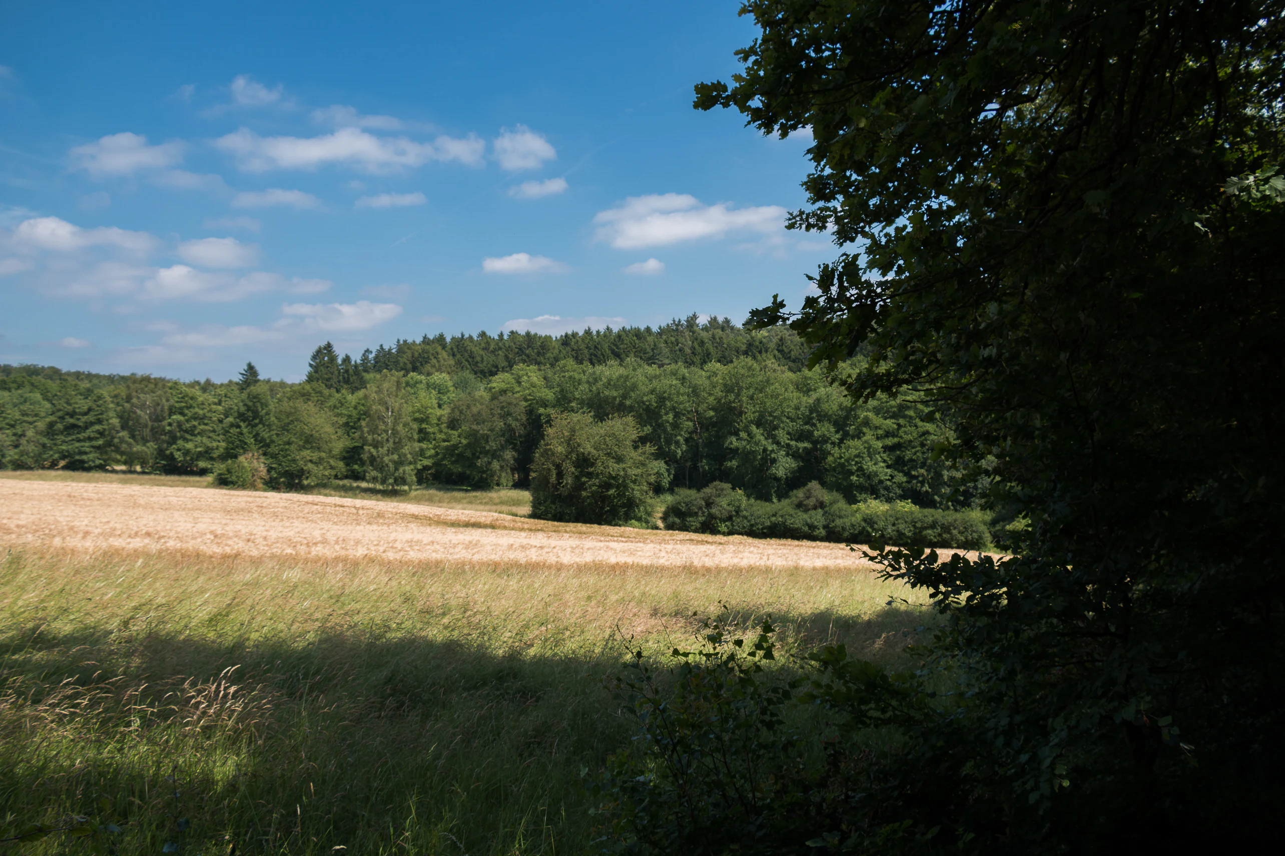 A sunny summer scene showing a field of golden-colored grass in the foreground leading to a dense forest edge under a blue sky with light clouds.
