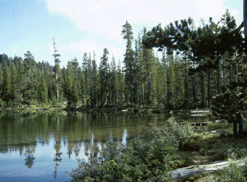 A calm, reflective mountain lake surrounded by a dense evergreen forest.