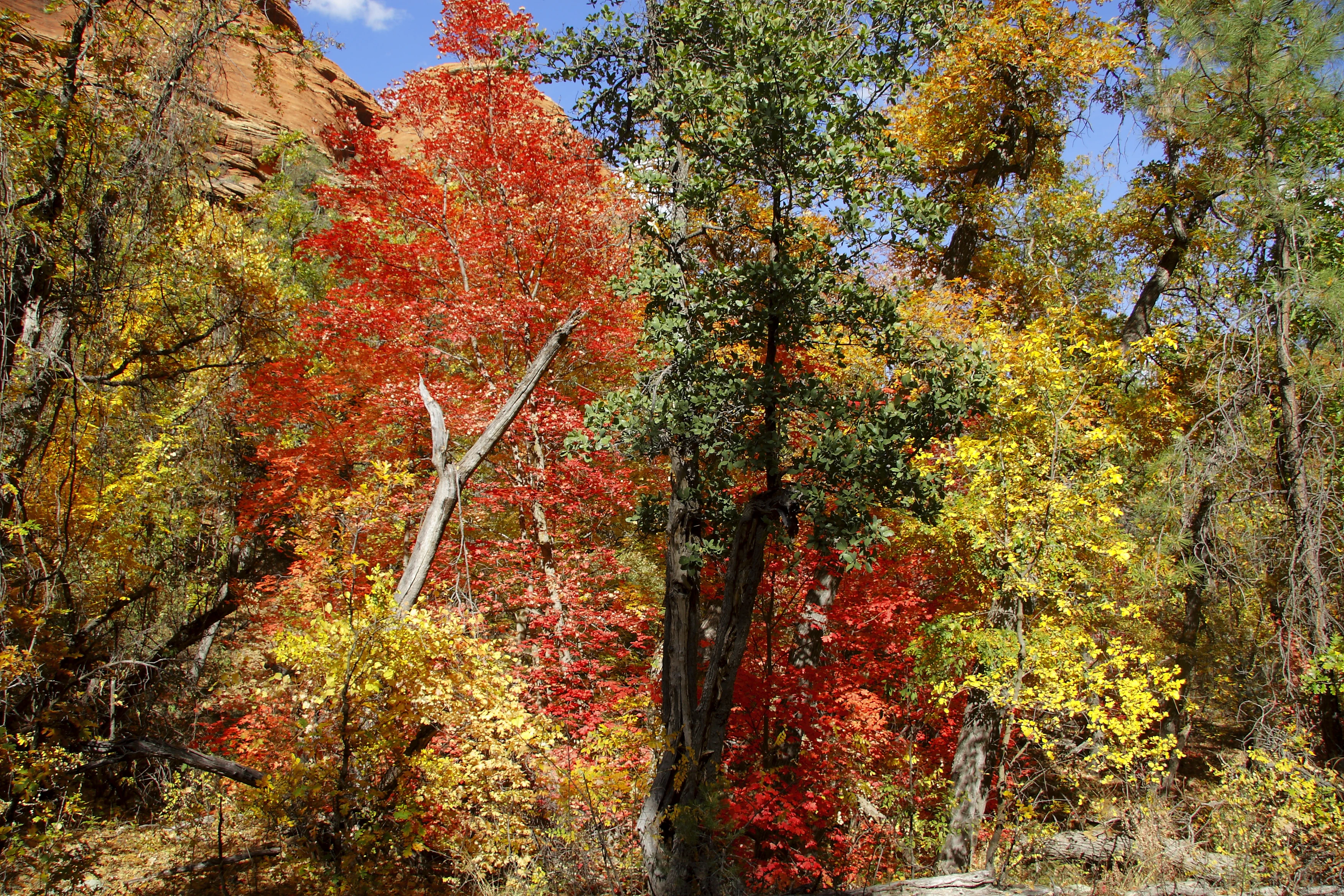 Fall colors in Boynton Canyon