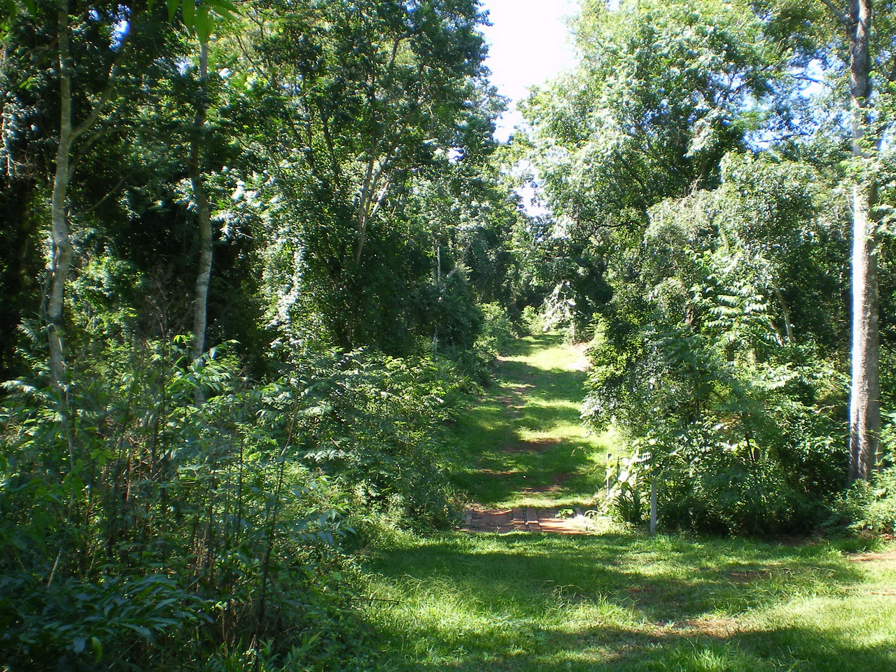 A dirt hiking trail leads into a dense, green forest with dappled sunlight filtering through the canopy.