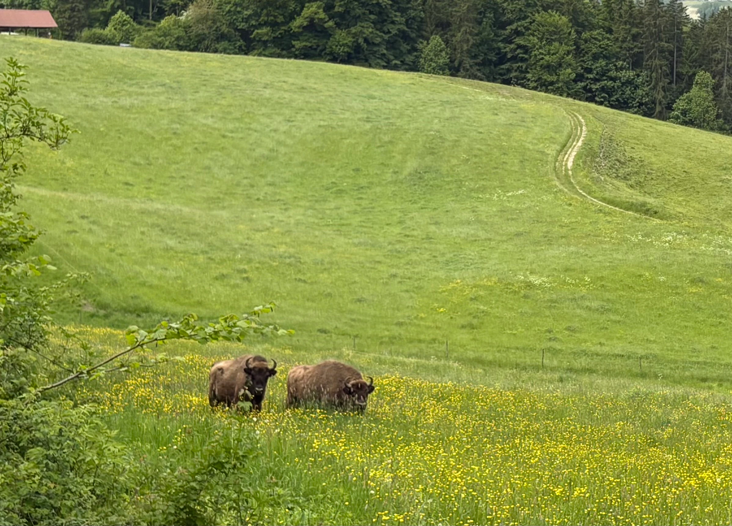 Dos bisontes europeos pastando en un prado verde y frondoso con un sendero de tierra que serpentea colina arriba al fondo.