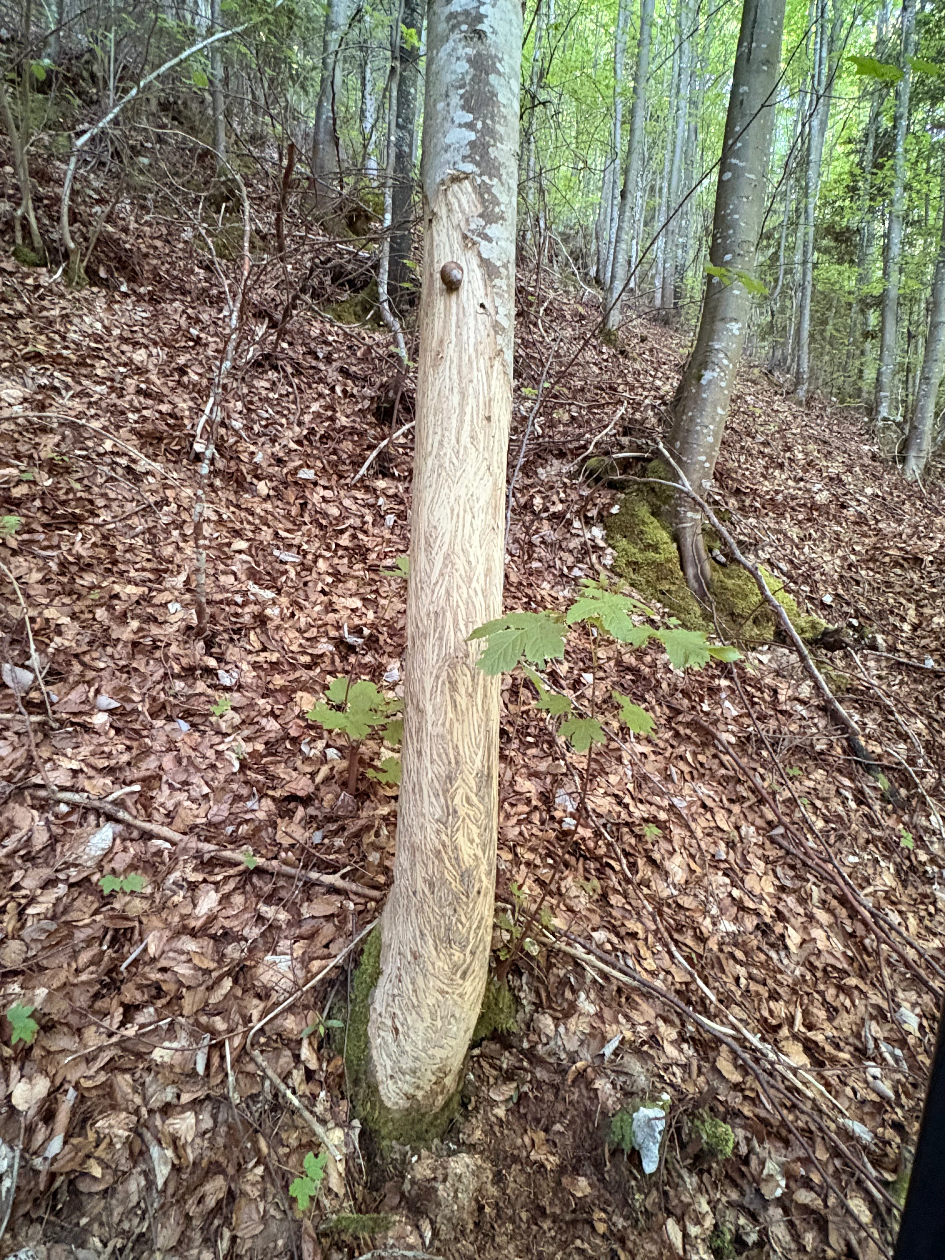 Un primer plano de un tronco de árbol con corteza lisa y desgastada donde los bisontes se han frotado, situado en un bosque con un suelo frondoso e inclinado.