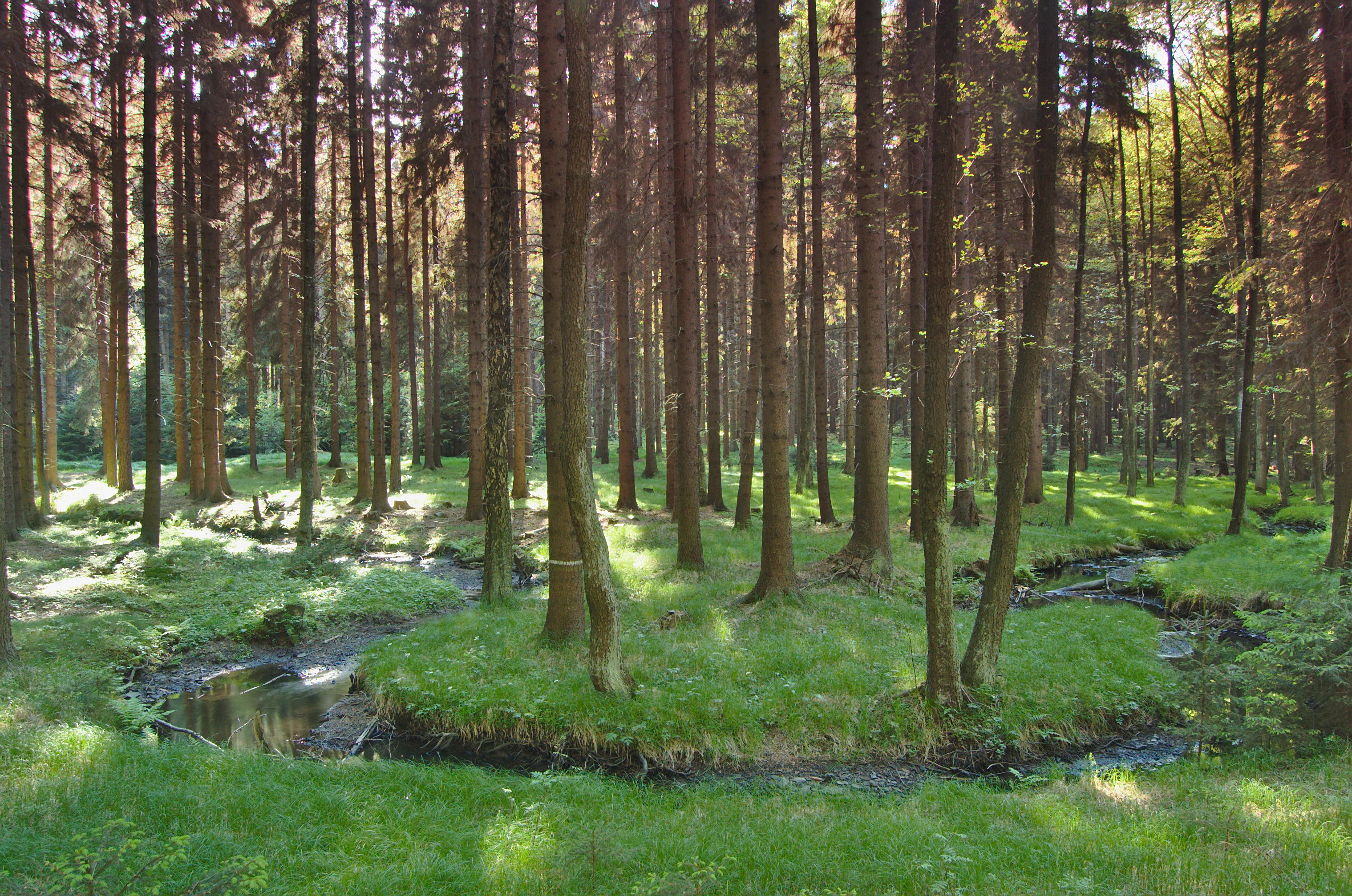 A small, winding stream flows through a lush, green forest with tall, straight trees and grass covered banks.