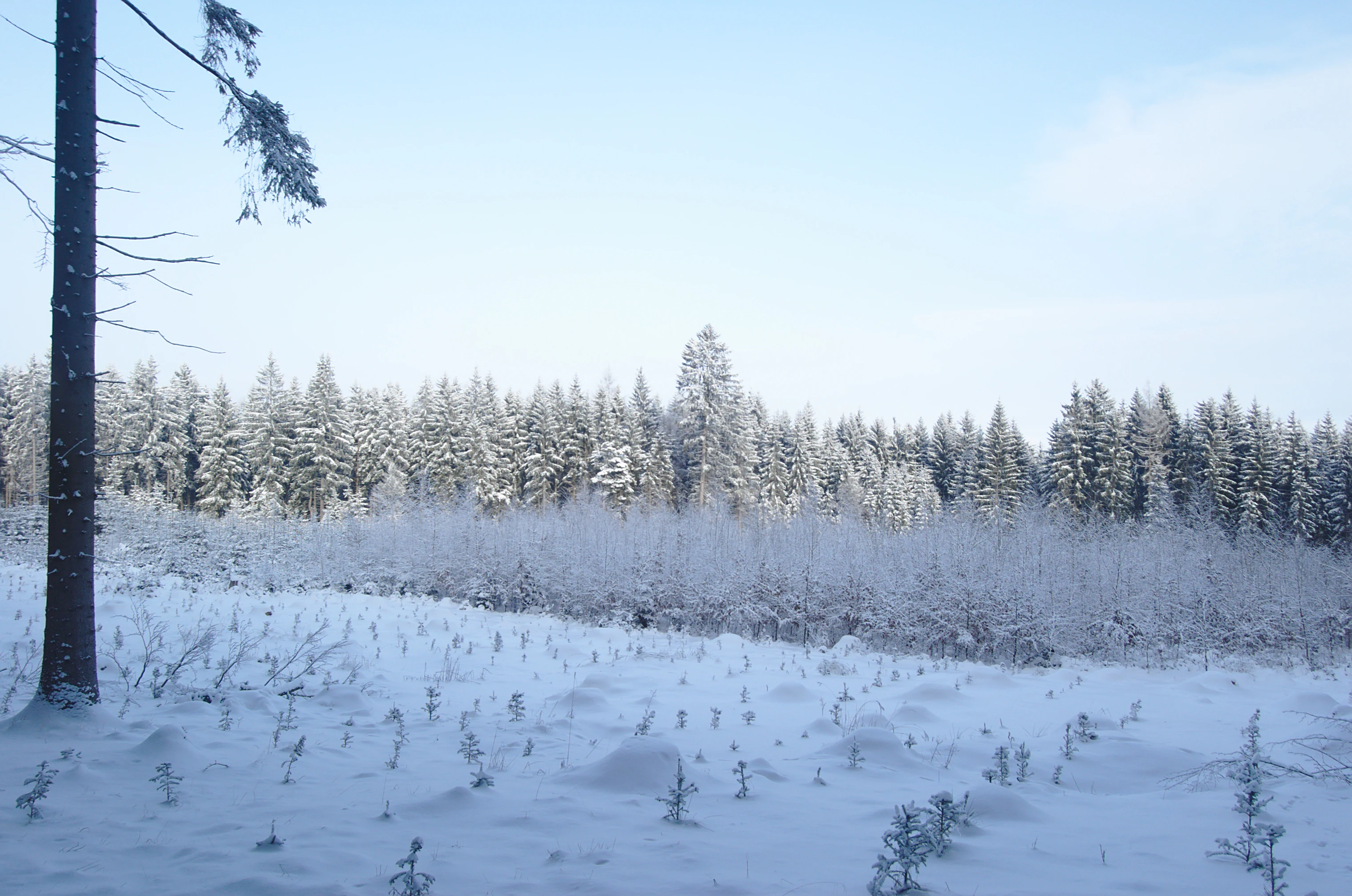 A wide, snow-covered landscape showing a foreground clearing with small scattered trees, leading to a dense forest edge in the background under an overcast winter sky.