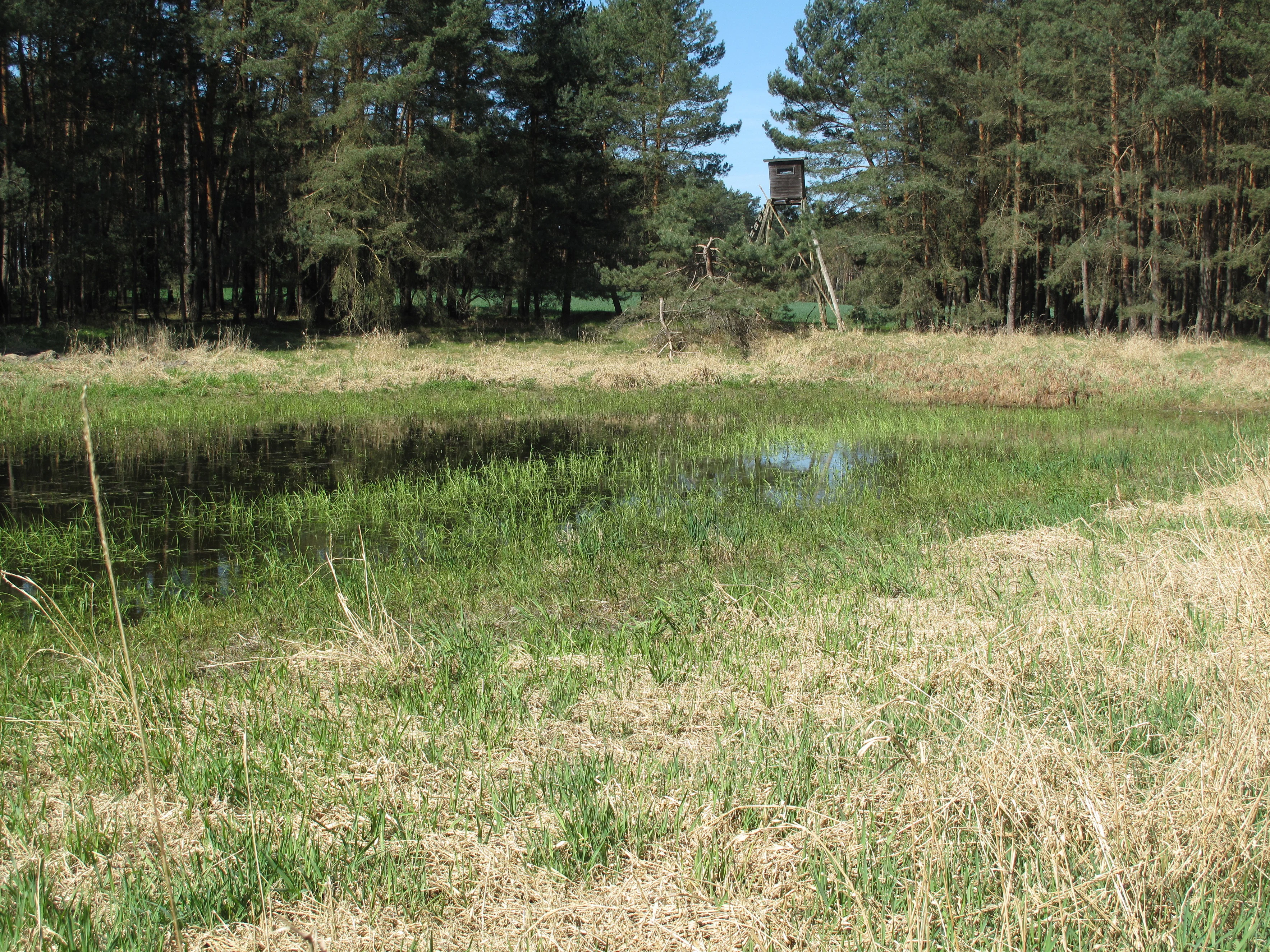 A small, shallow wetland lake surrounded by tall pine trees and grassy banks, with a wooden hunting platform visible in the background.