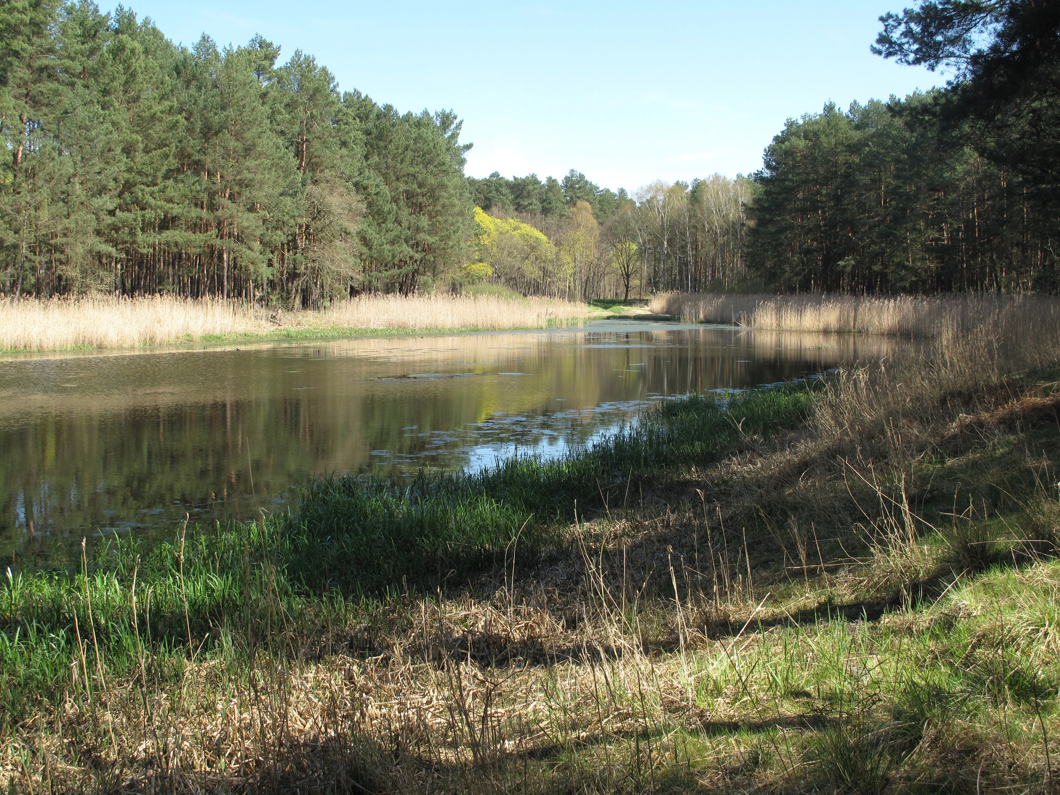 A peaceful, reflective lake nestled in a forest clearing with tall grasses and pine trees along the banks.