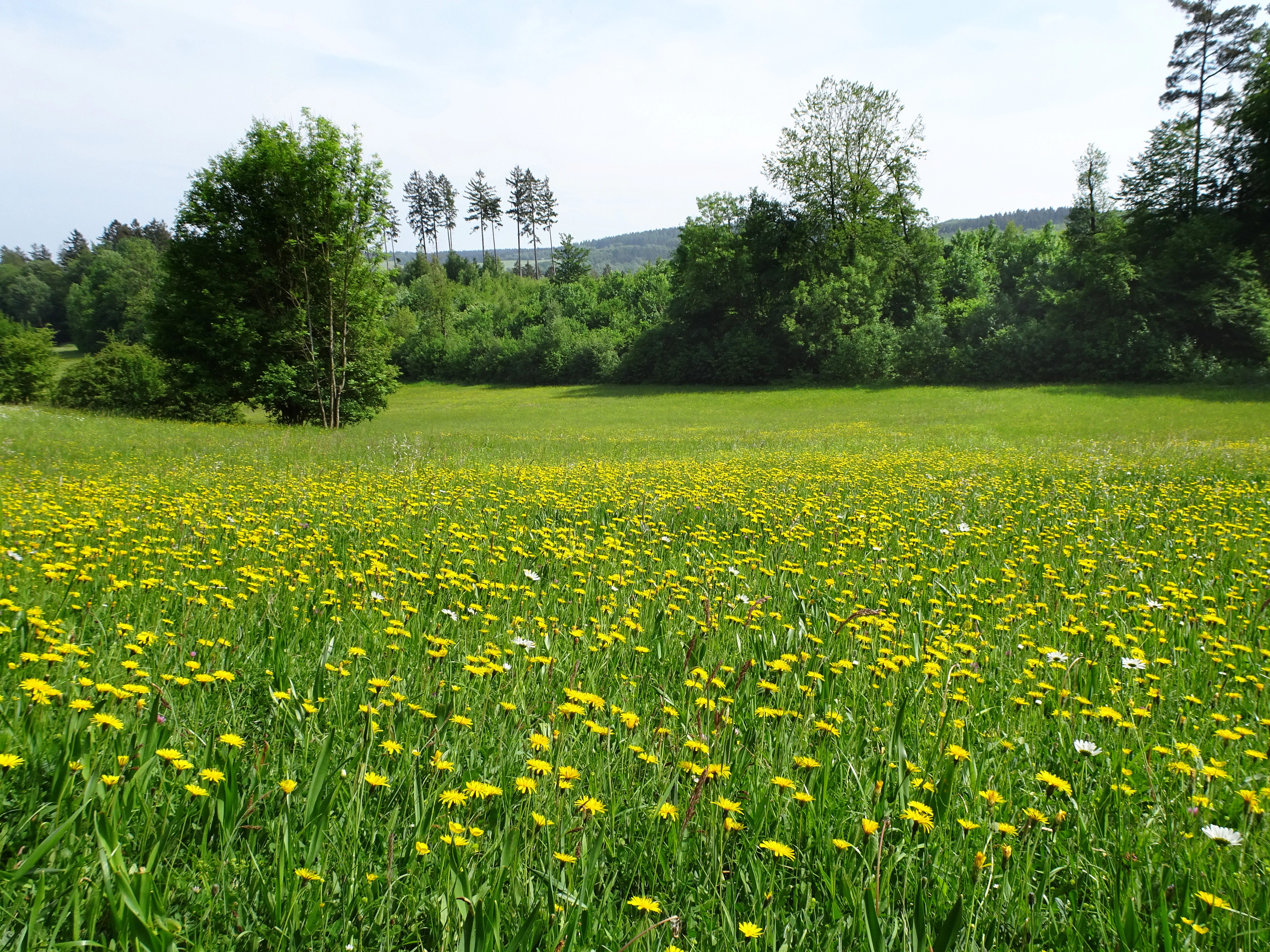 A wide, grassy meadow covered in yellow wildflowers, with a dense forest line and low hills in the background under a soft, overcast sky.