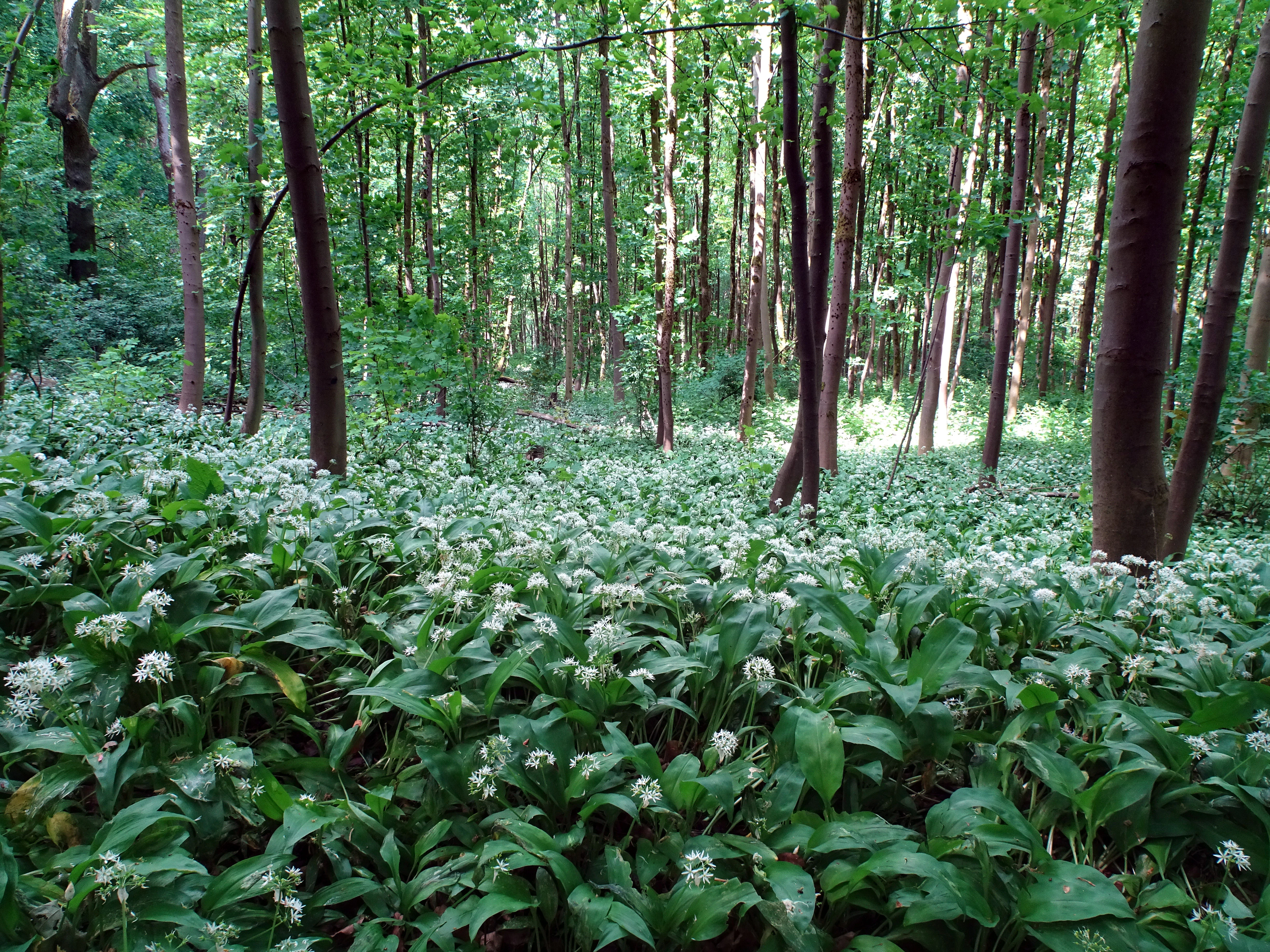 A wide view of a forest floor covered in a thick carpet of white wild garlic blossoms and green leaves, interspersed with tall, thin beech tree trunks.