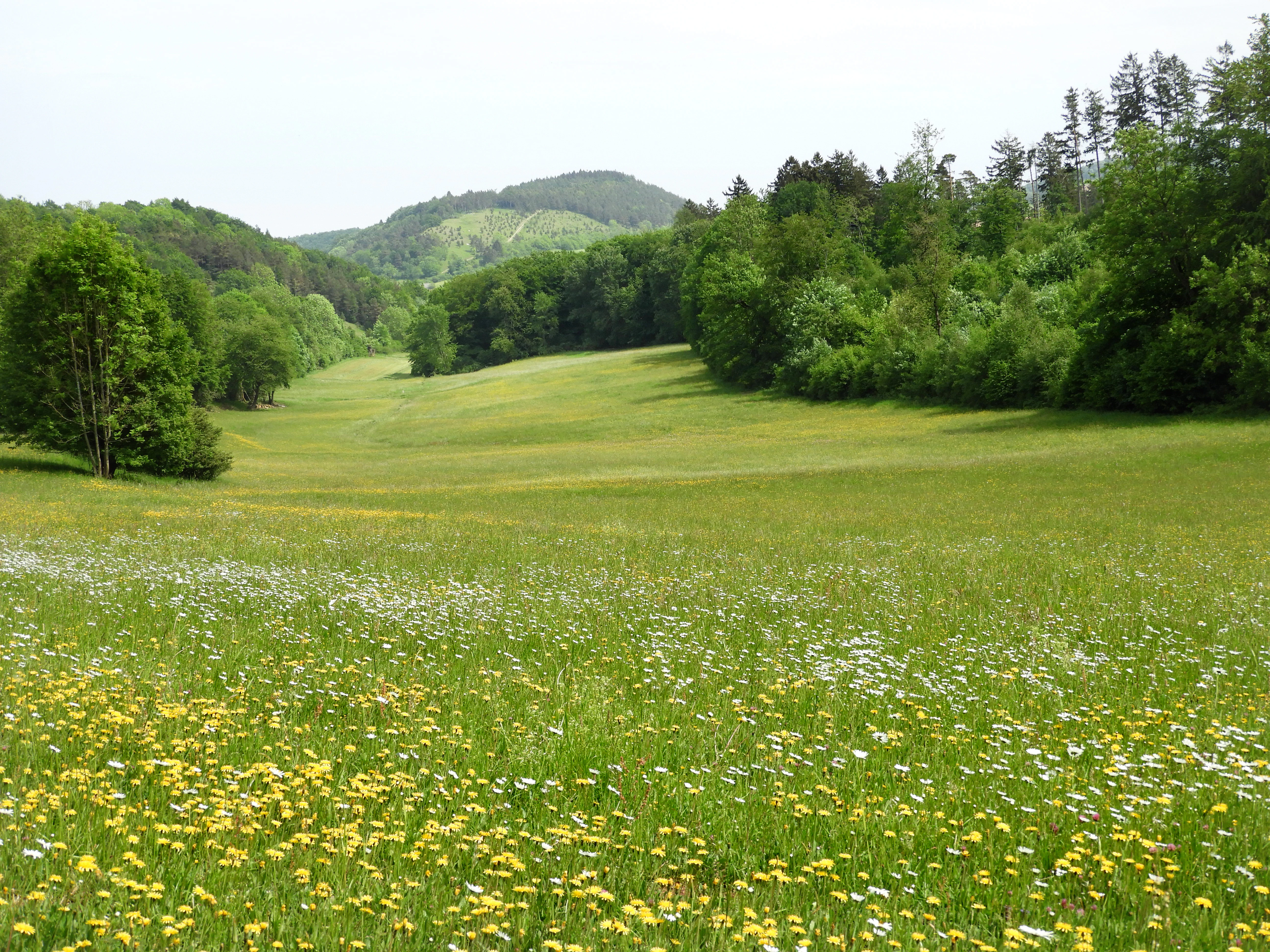 A wide, grassy meadow filled with wildflowers under a hazy sky, bordered by dense deciduous forests and hills in the distance.