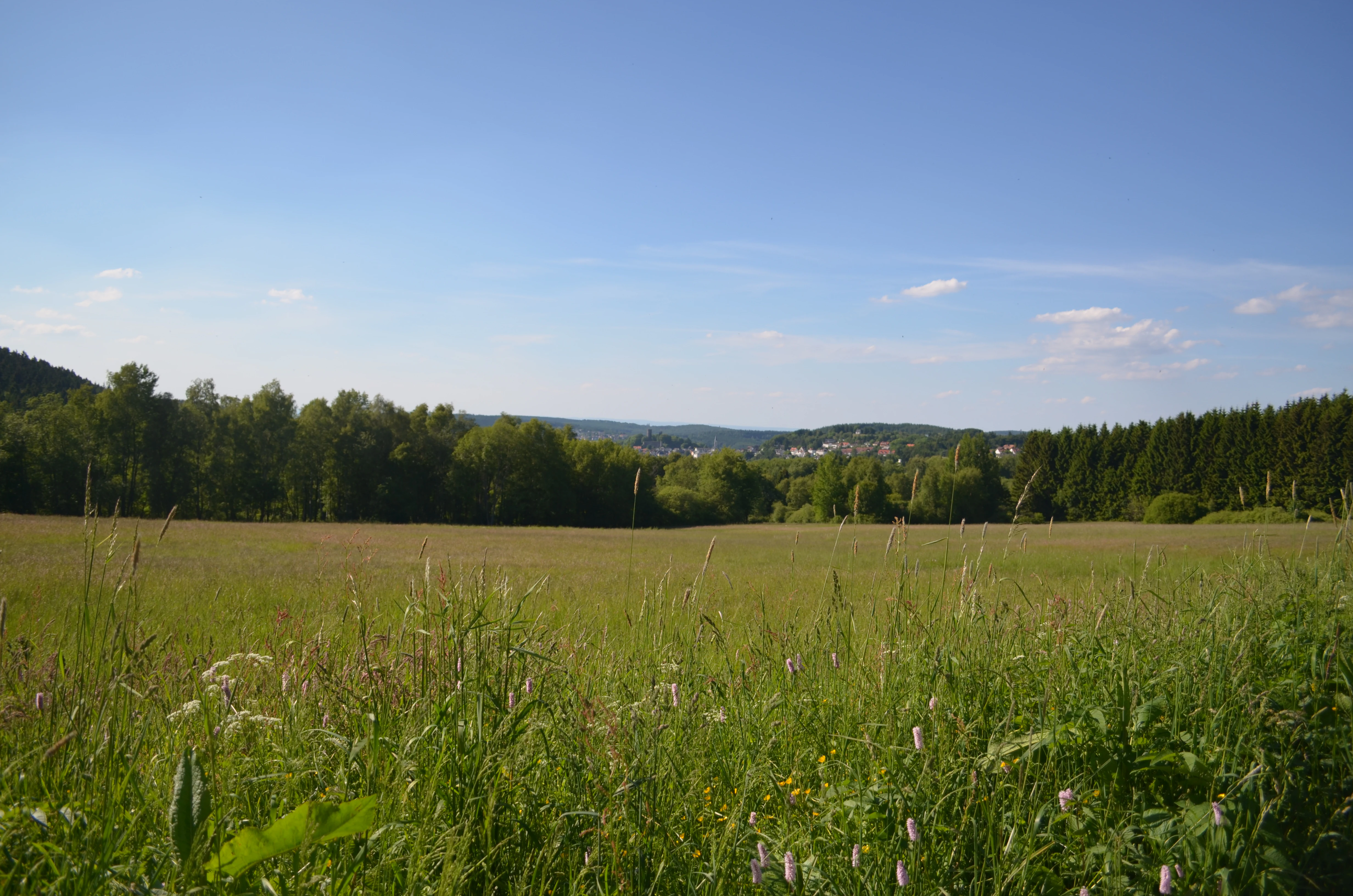 A wide, grassy meadow in the foreground with a line of trees and rolling hills visible in the distance under a blue sky.