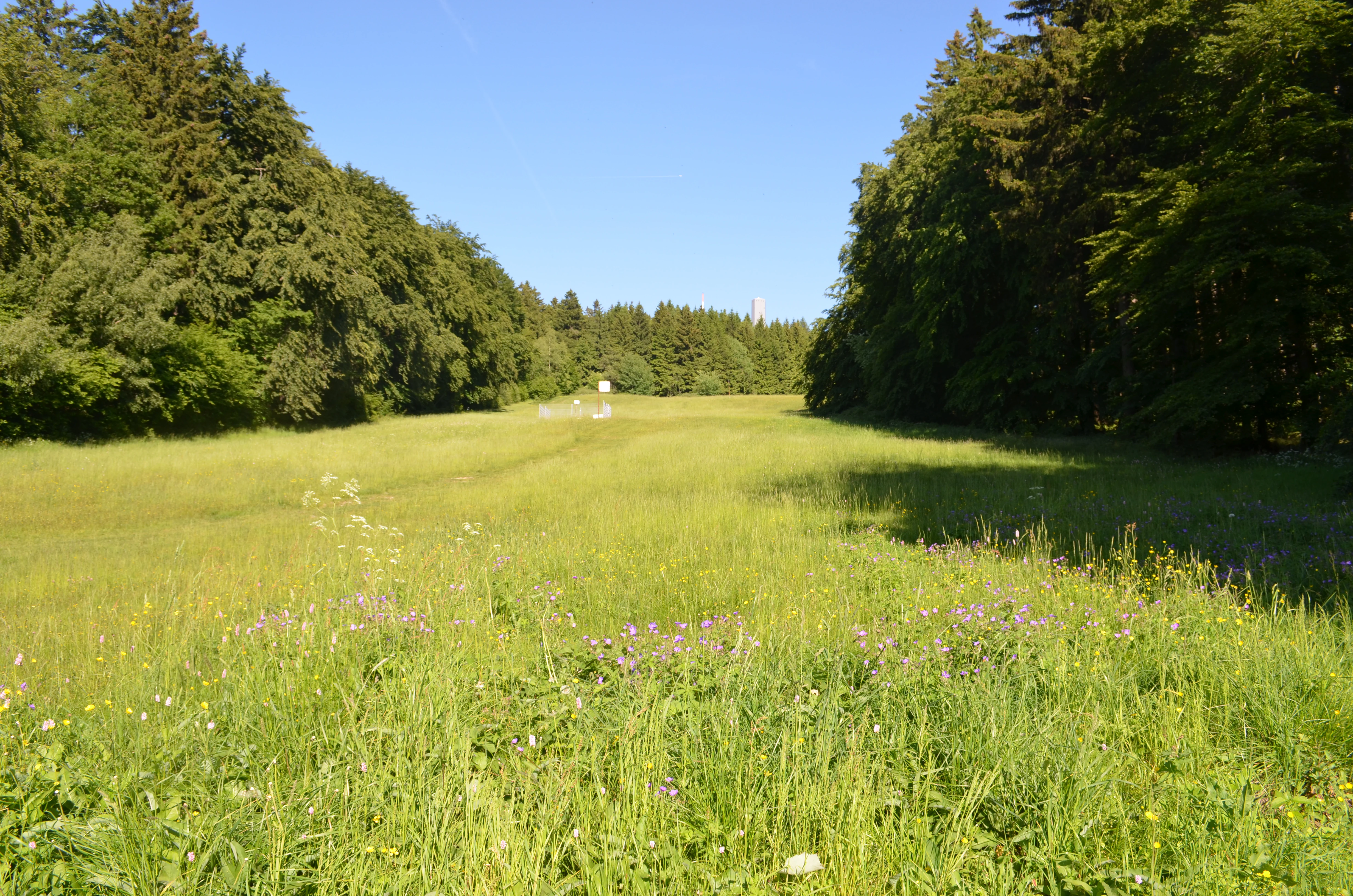A wide, grassy meadow stretches between two dense walls of forest under a clear blue sky.