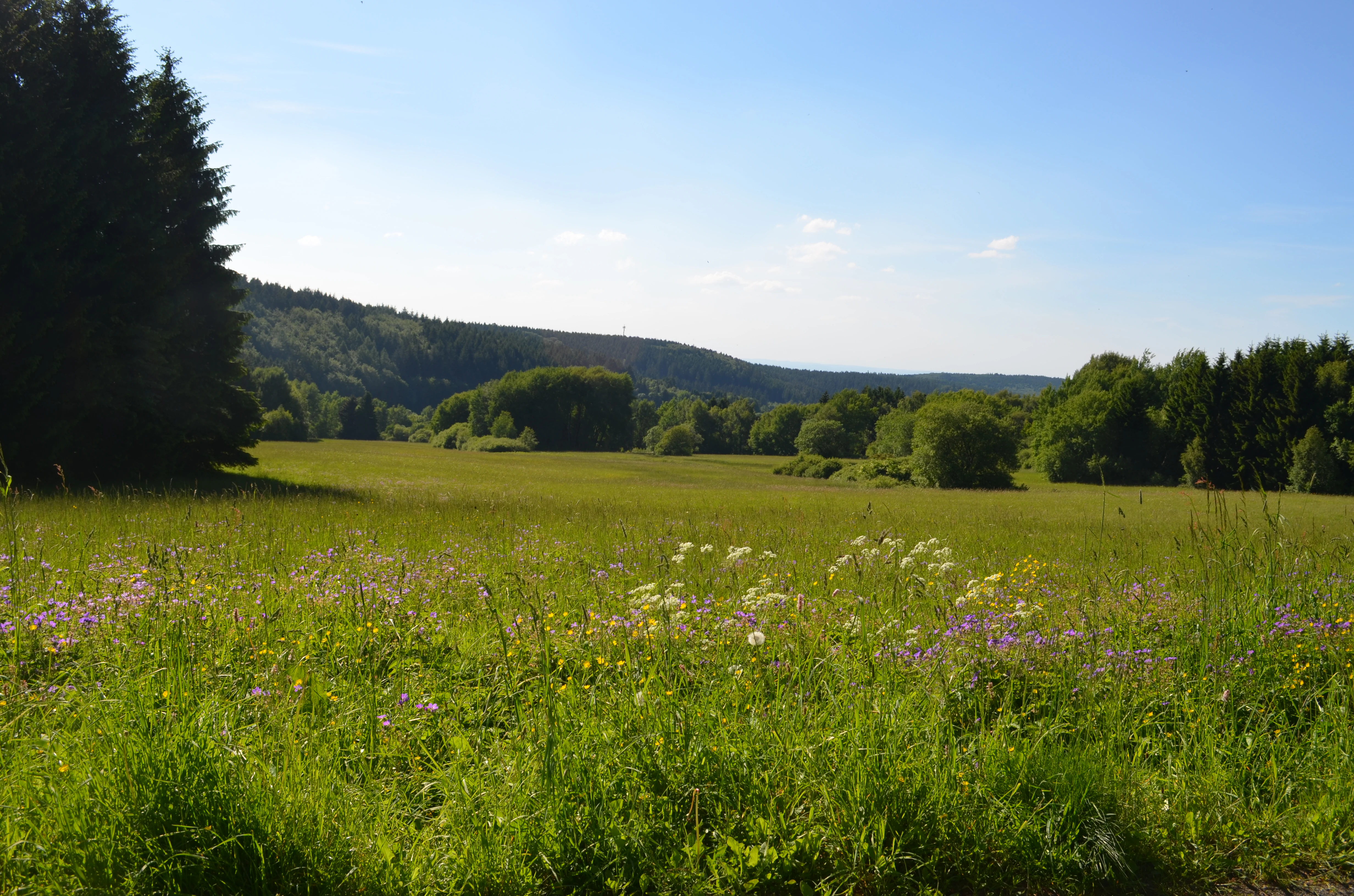 A wide, sunny landscape photograph showing a vibrant green meadow with wildflowers in the foreground, framed by tall conifer trees on the left and a rolling forest-covered hill in the background.
