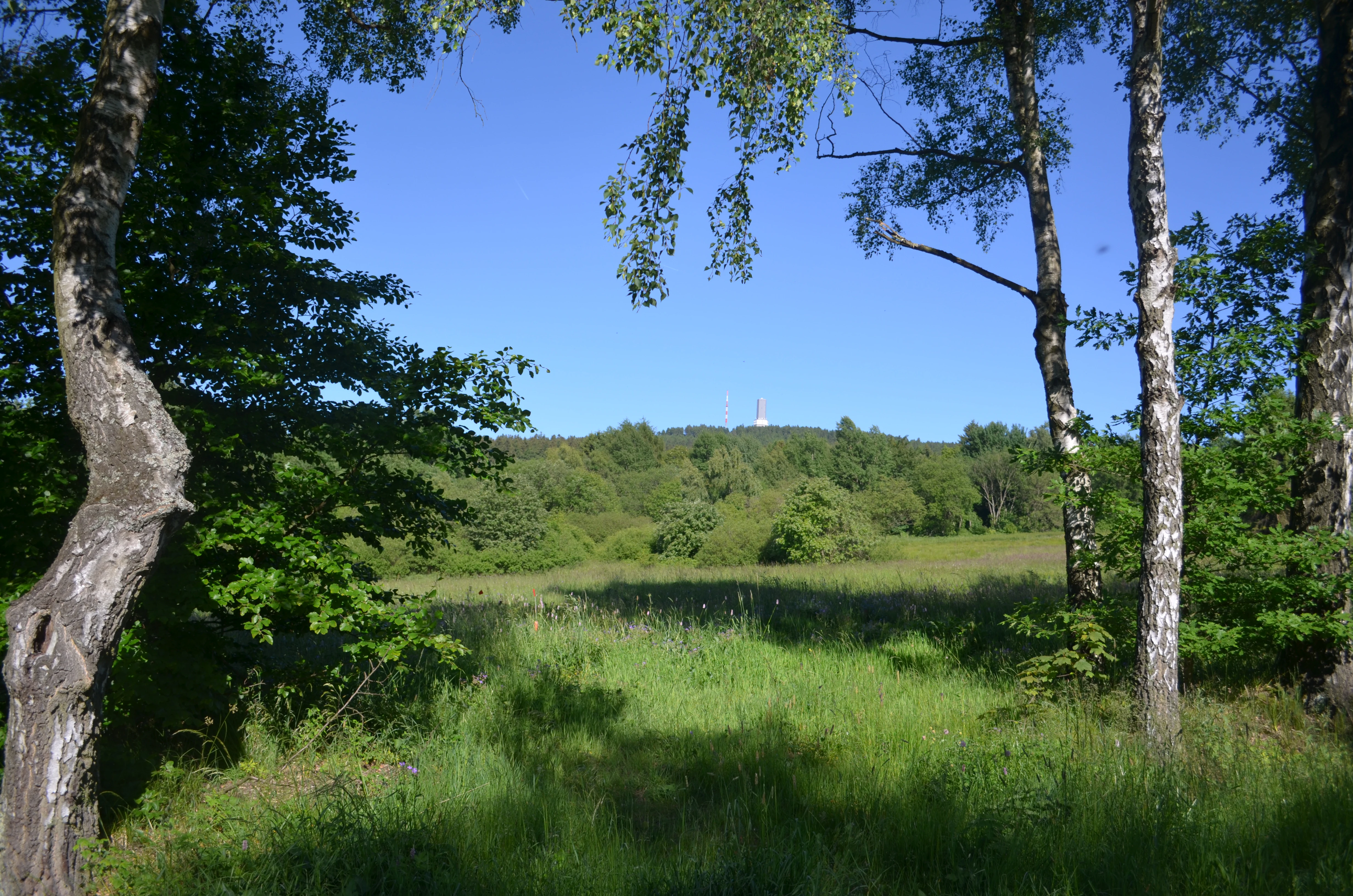 A meadow filled with green grasses and bordered by deciduous trees, looking towards a distant forested hill with a mountain summit structure visible on the horizon under a clear blue sky.