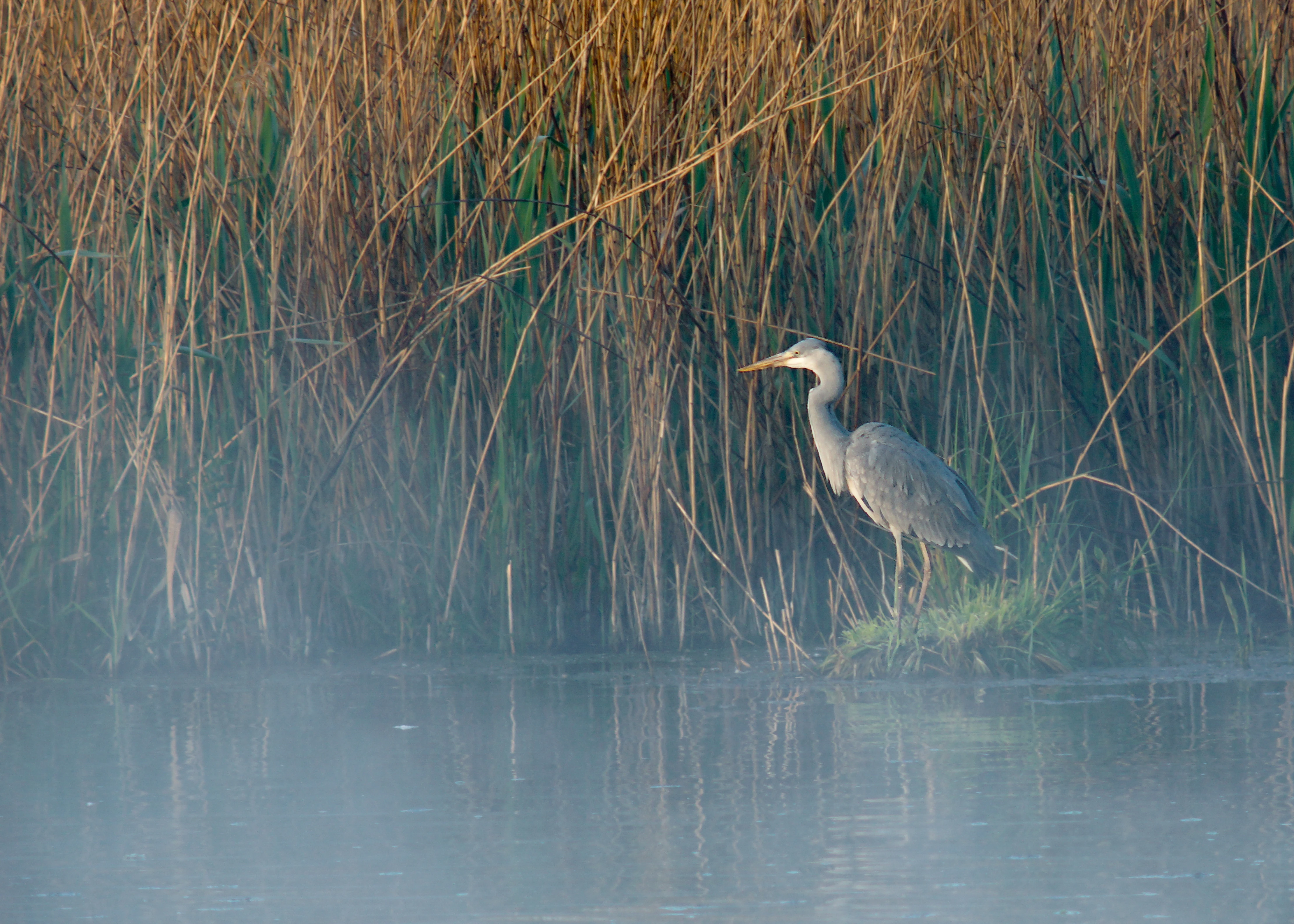 A grey heron standing on a small patch of grass at the edge of a water body, with tall reeds in the background and a layer of light morning mist over the water.