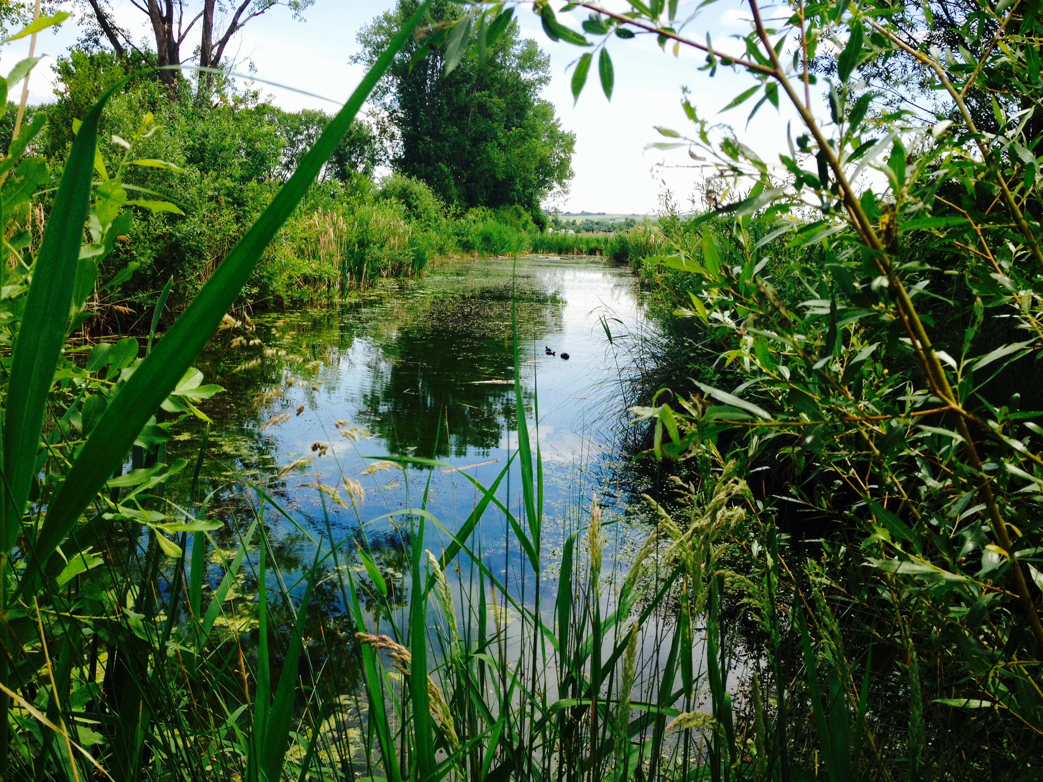 A narrow, calm channel of water at Reinheimer Teich, framed by tall grasses and willow branches in the foreground, with trees lining the banks.