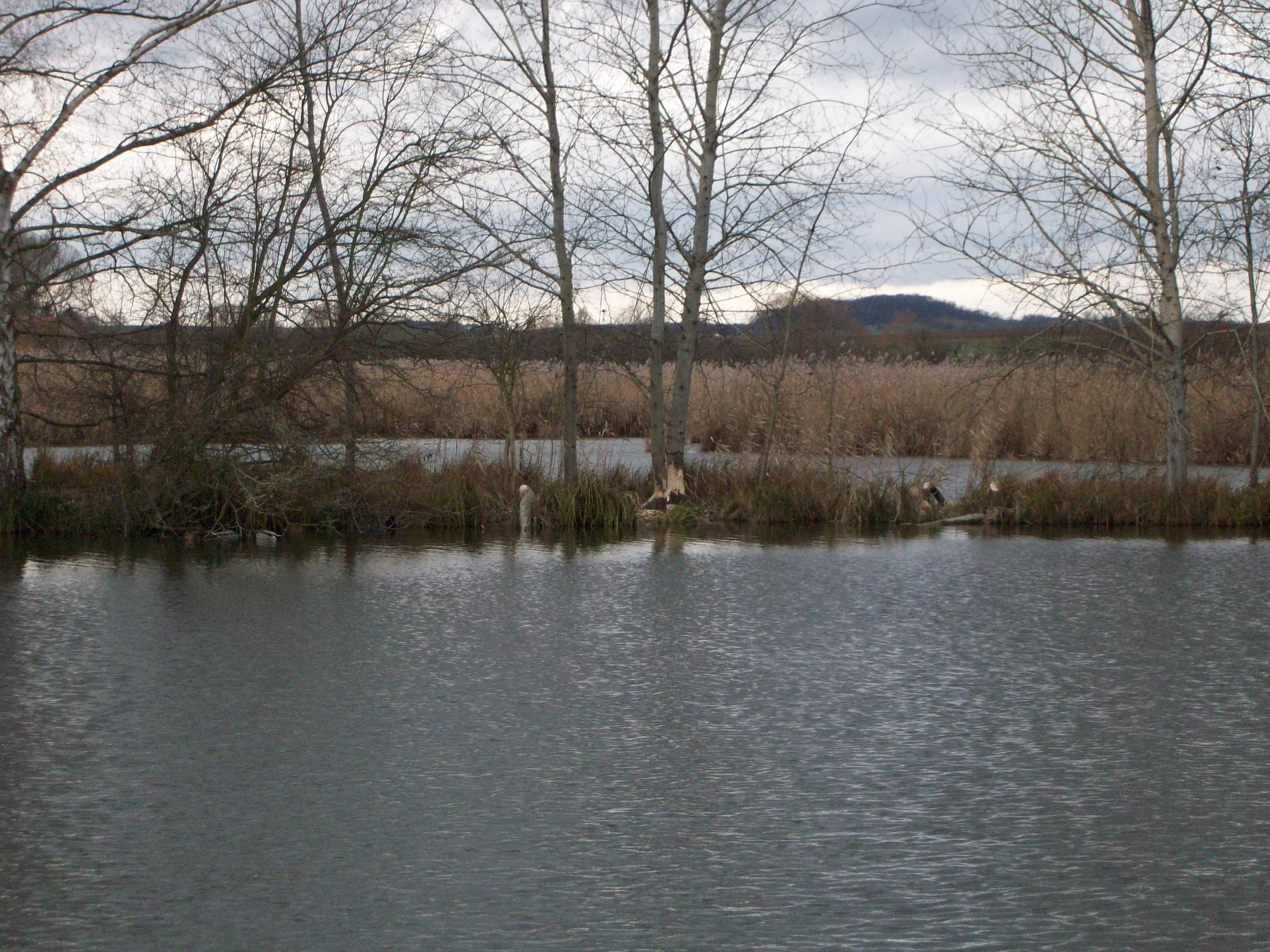 A beaver sitting on the muddy bank of a pond in a nature reserve, surrounded by reeds and bare trees.
