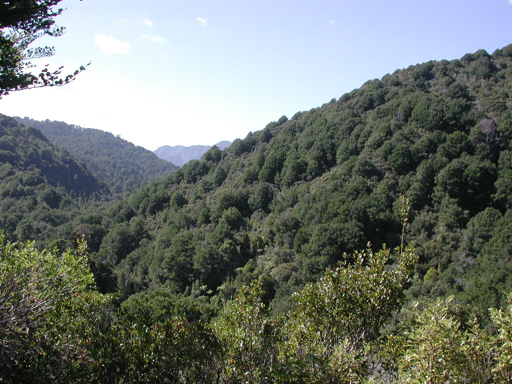 A wide view of a densely forested valley under a clear blue sky, showing rolling hills covered in thick green vegetation.
