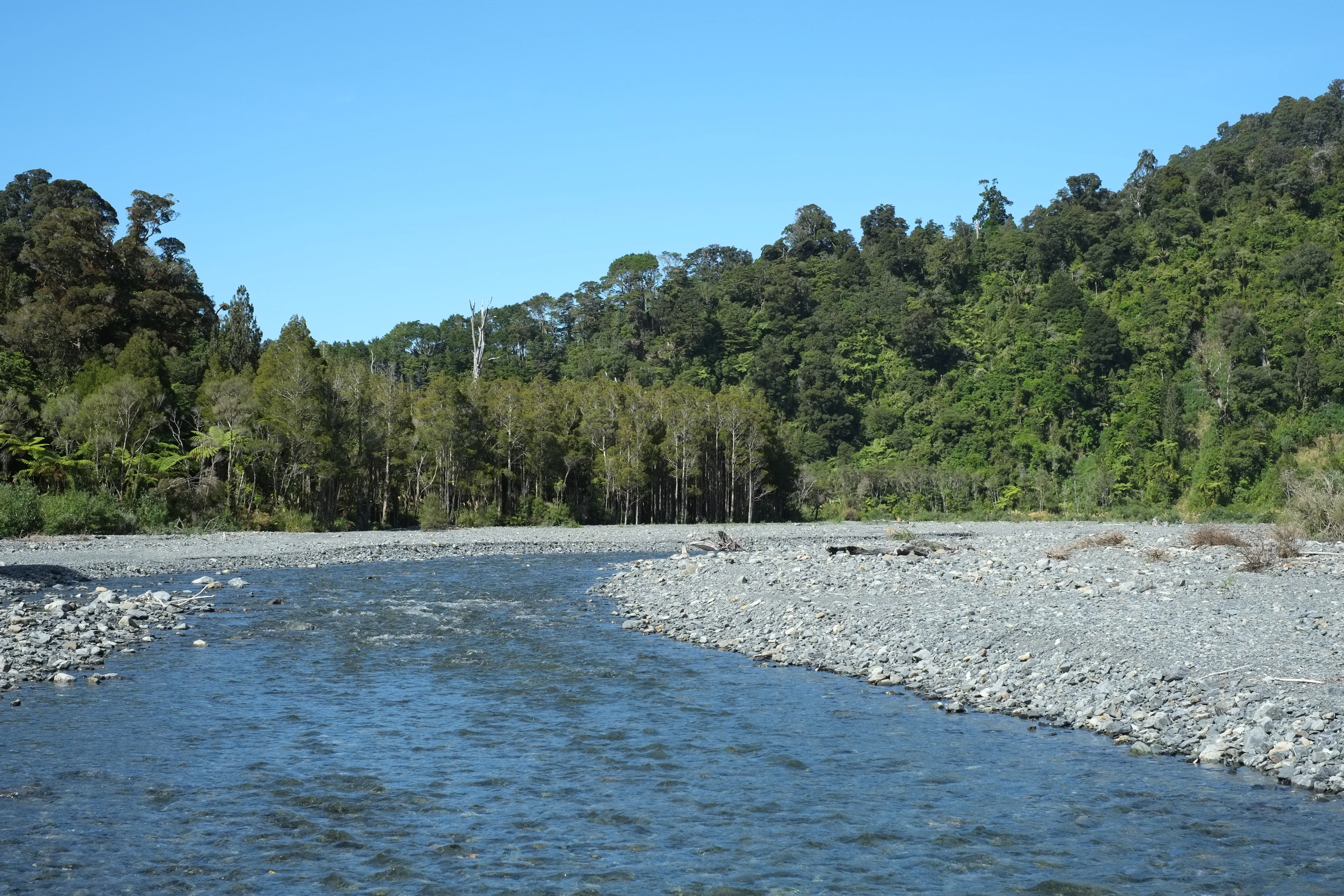 A wide, shallow river flowing over a gray, rocky riverbed, flanked by dense green native forest under a clear blue sky.
