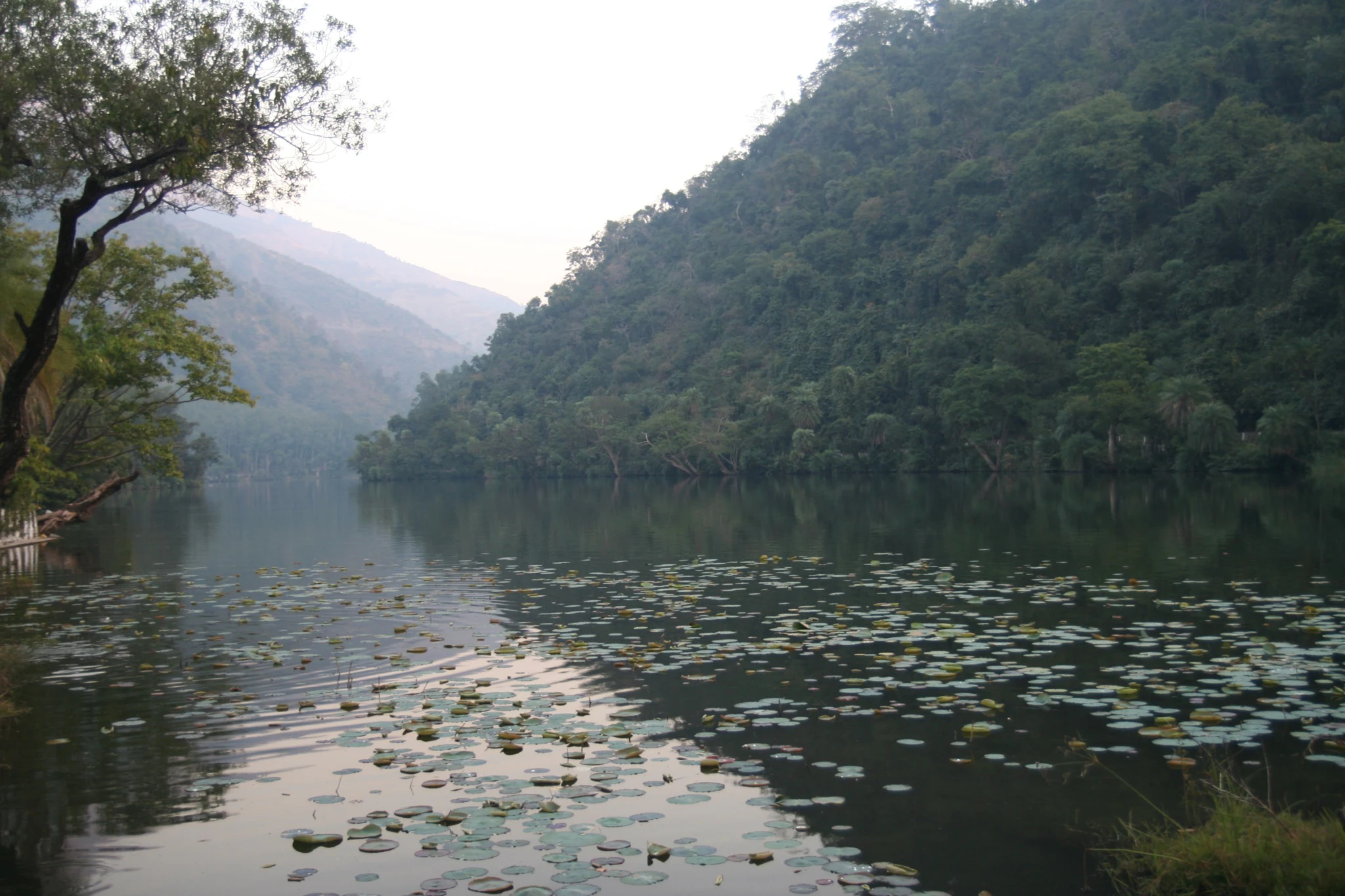 A calm lake surface covered with water lily pads, reflecting the dense, green, forested mountain slopes in the background.