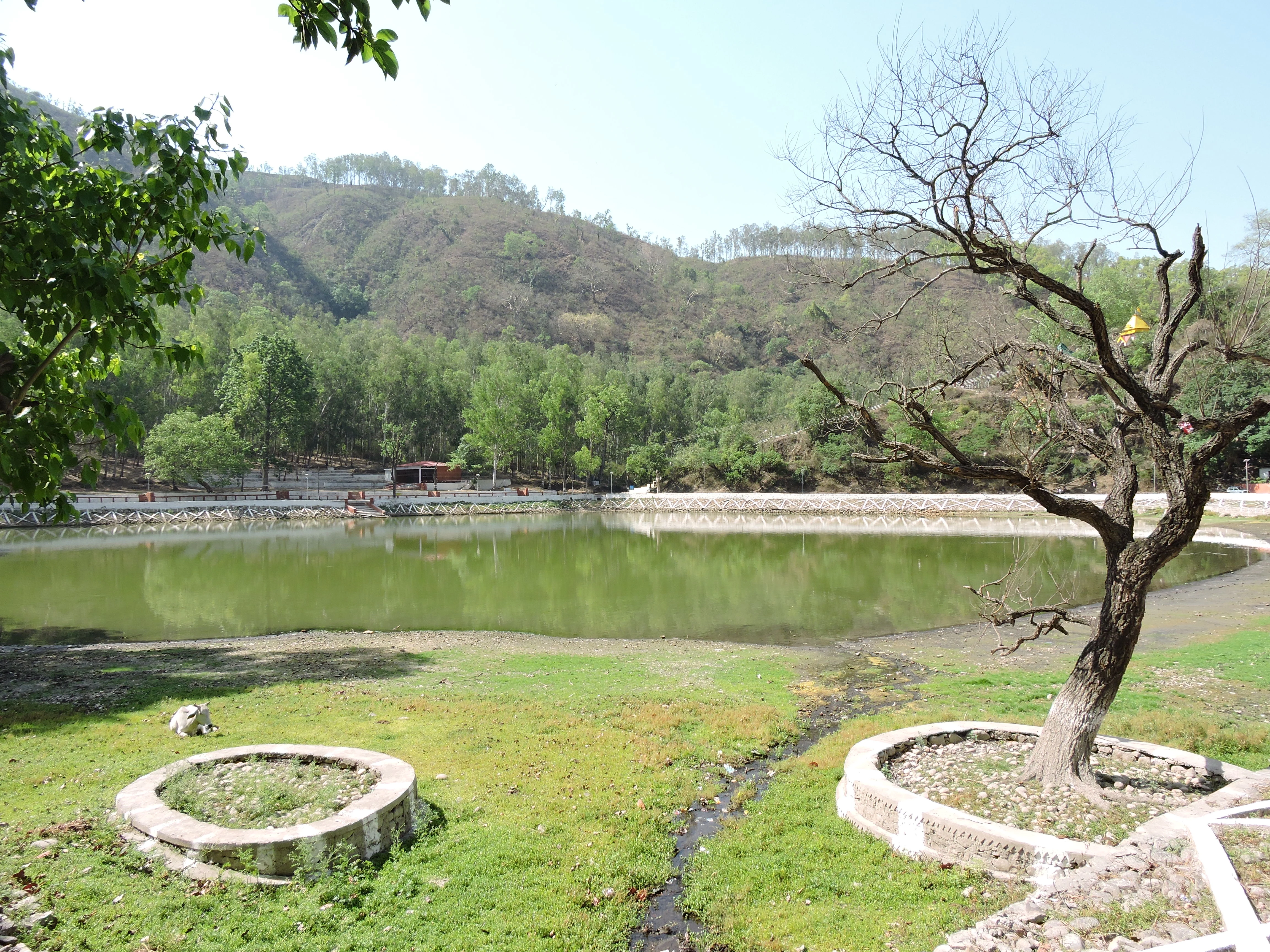 A calm, green-tinted pond surrounded by grassy banks and a dry, barren tree in the foreground, with forested hills in the background under a clear sky.