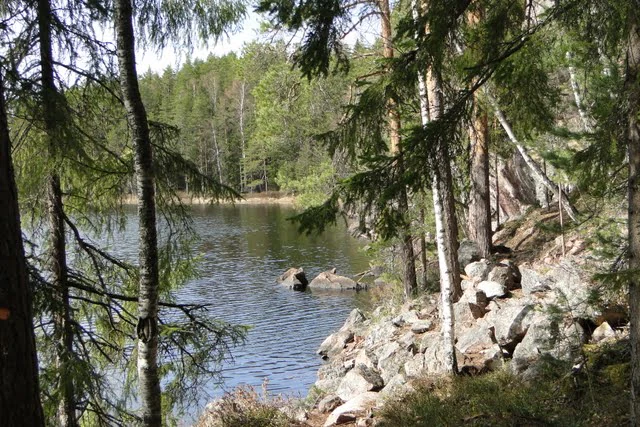 Calm lake with rocky shoreline surrounded by tall pine and birch trees